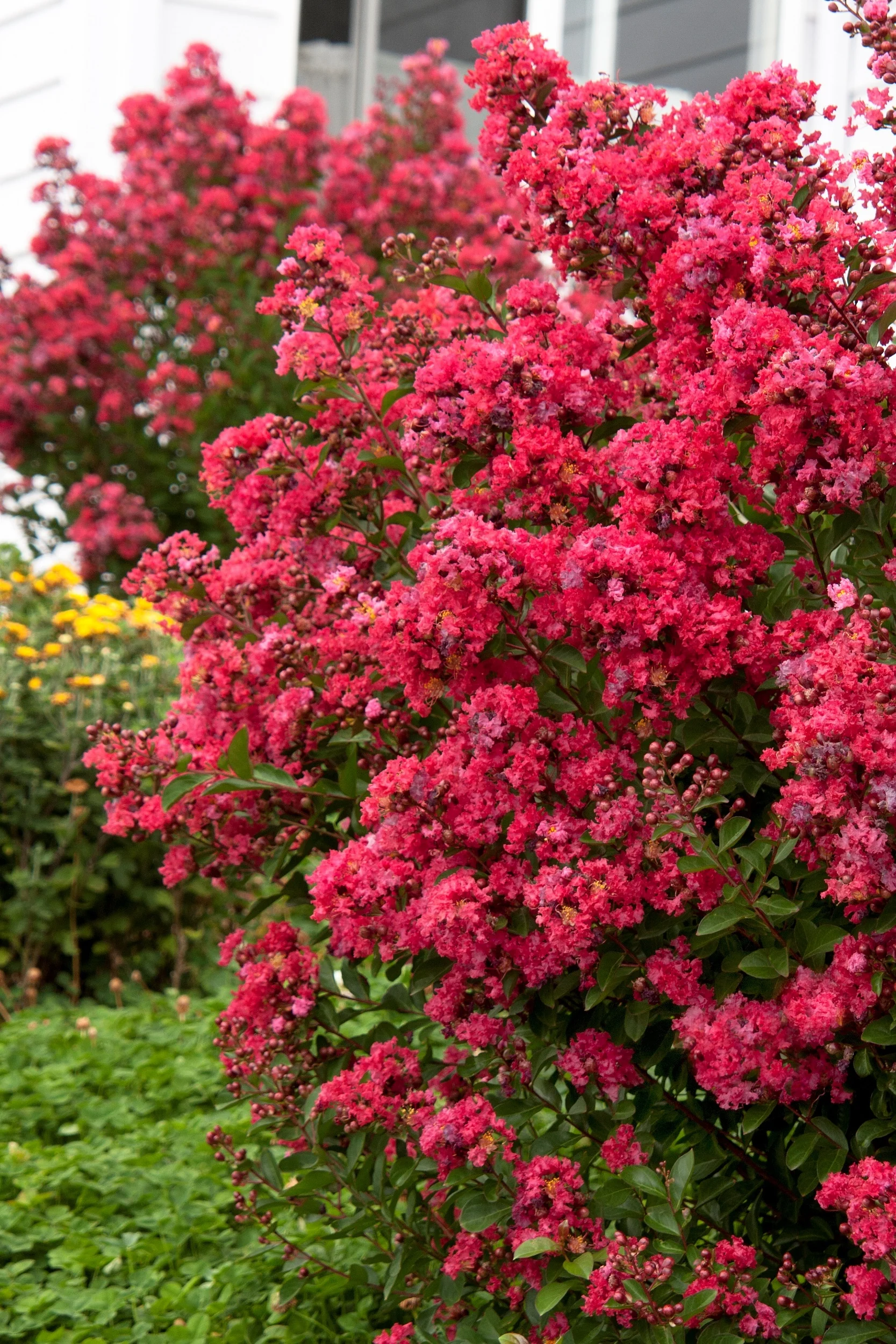 Chica® Red Dwarf Crape Myrtle 2 Chica® Red Dwarf Crape Myrtle