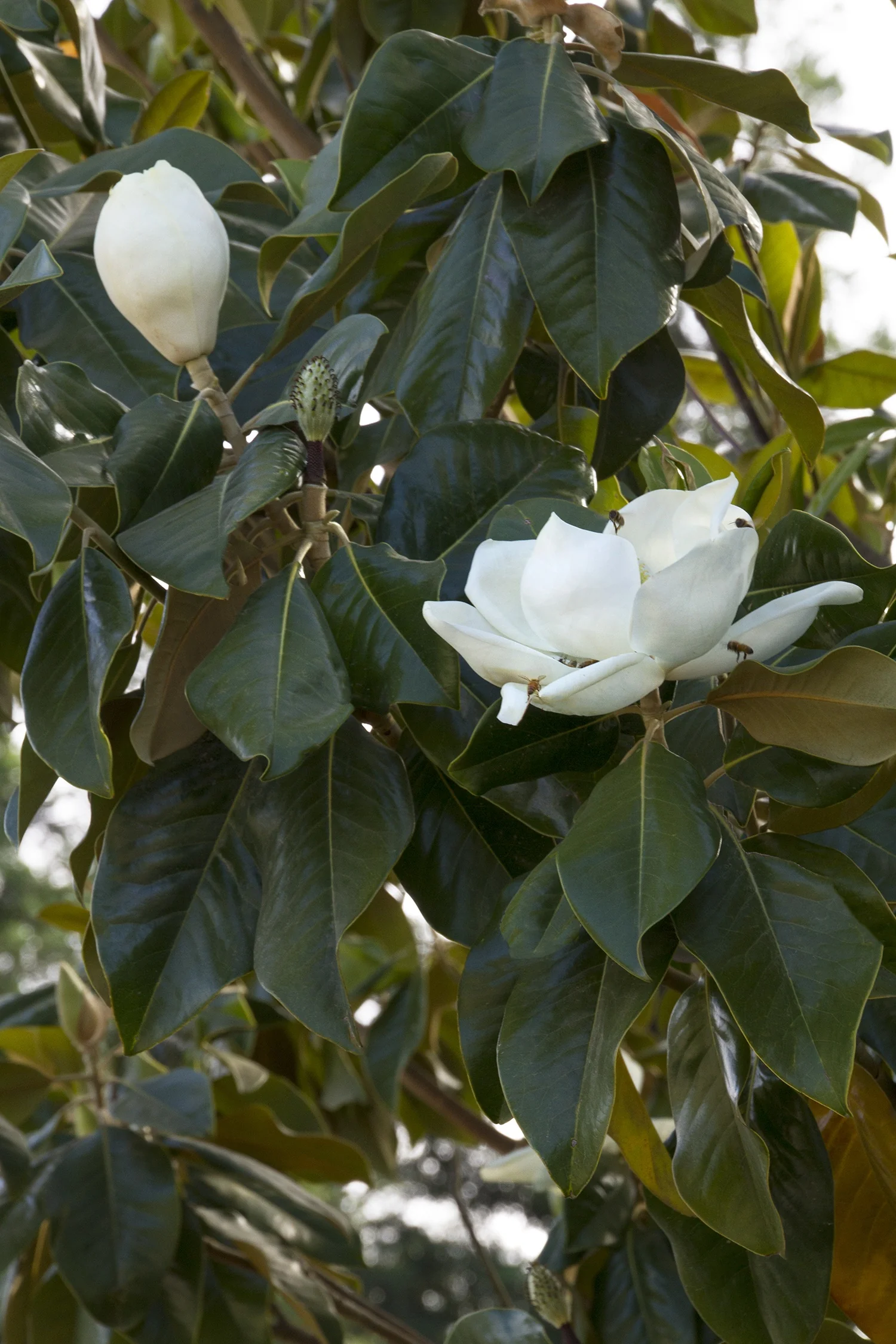 Majestic Beauty® Southern Magnolia 1 Majestic Beauty® Southern Magnolia