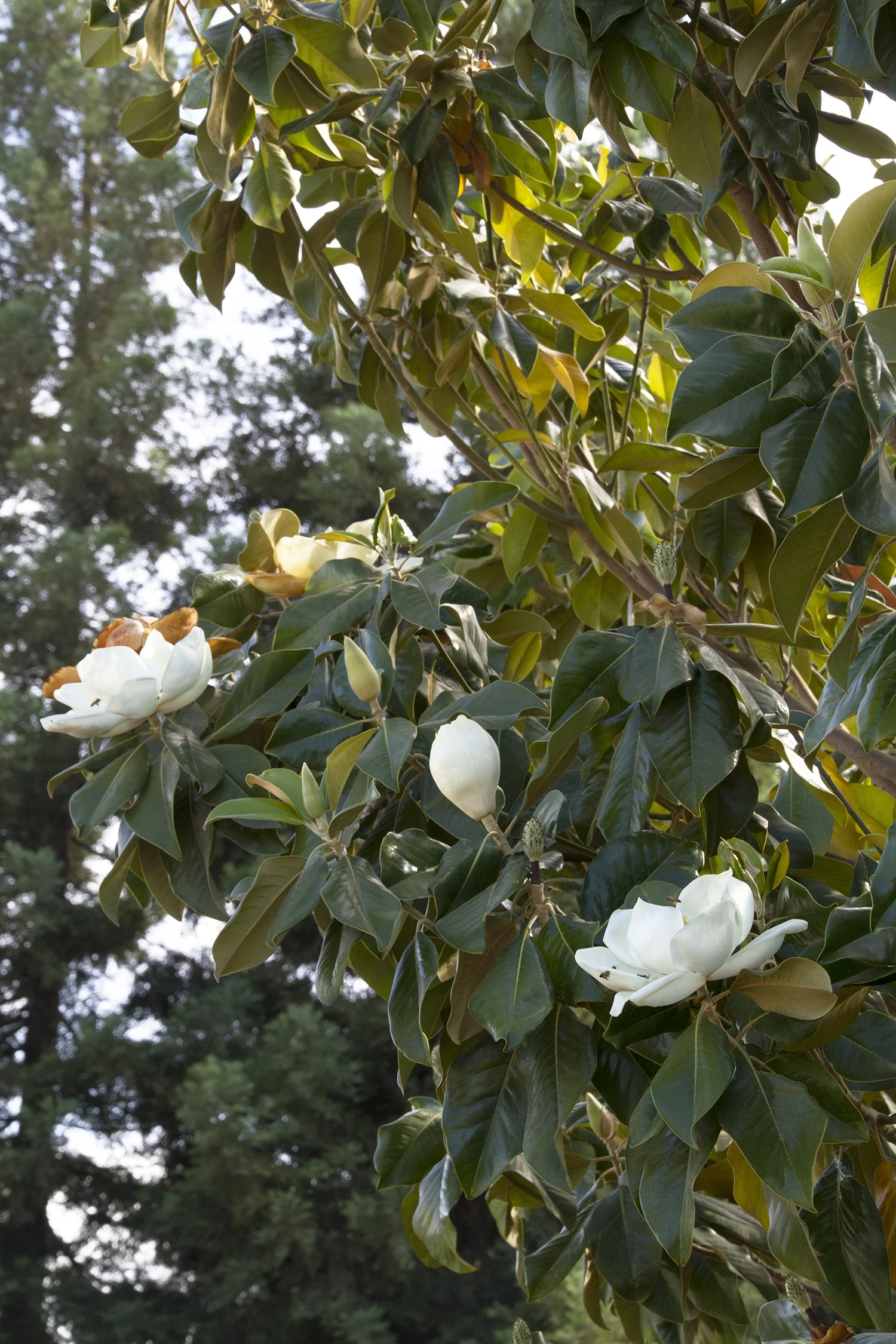 Majestic Beauty® Southern Magnolia 2 Majestic Beauty® Southern Magnolia