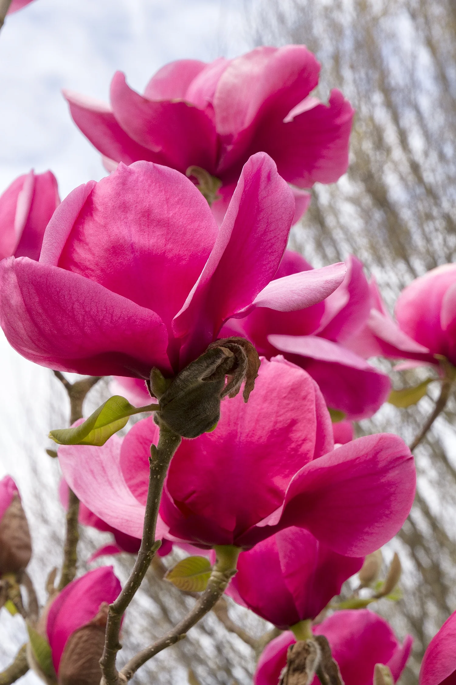 Felix® Magnolia 4 Felix® Magnolia