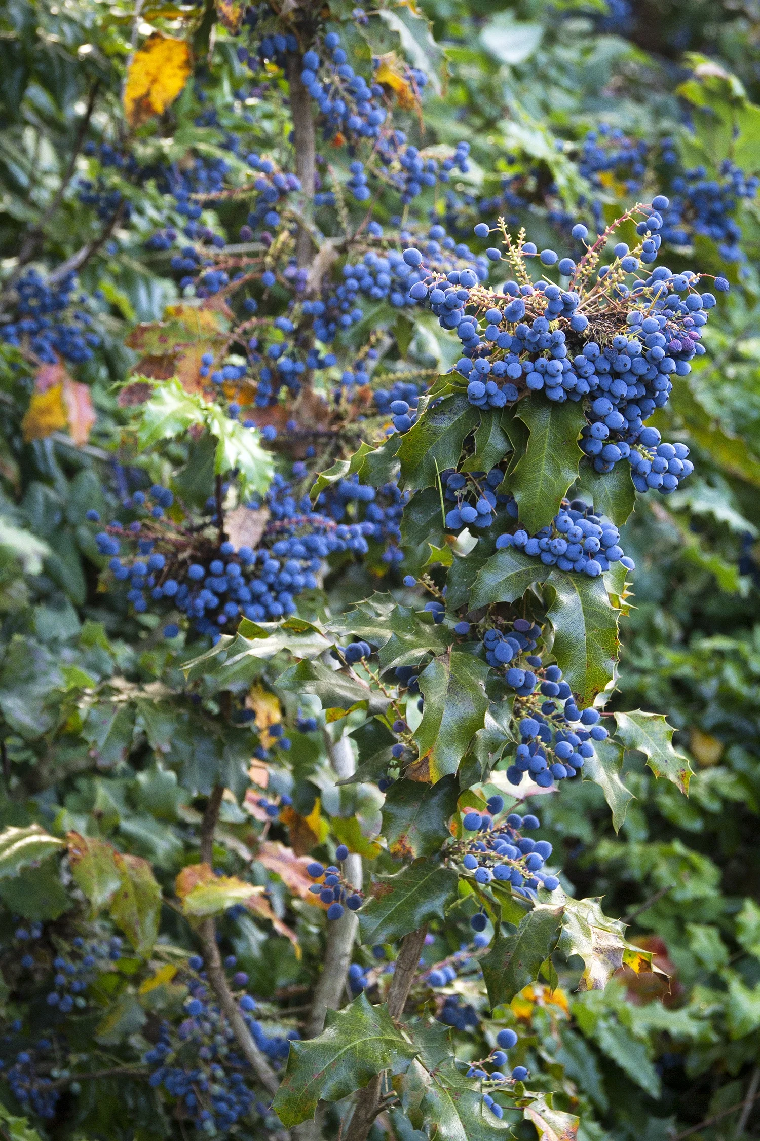 Oregon Grape