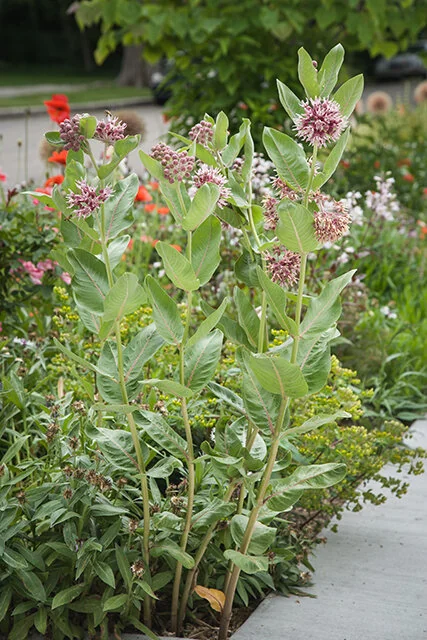Showy Milkweed 5 Showy Milkweed