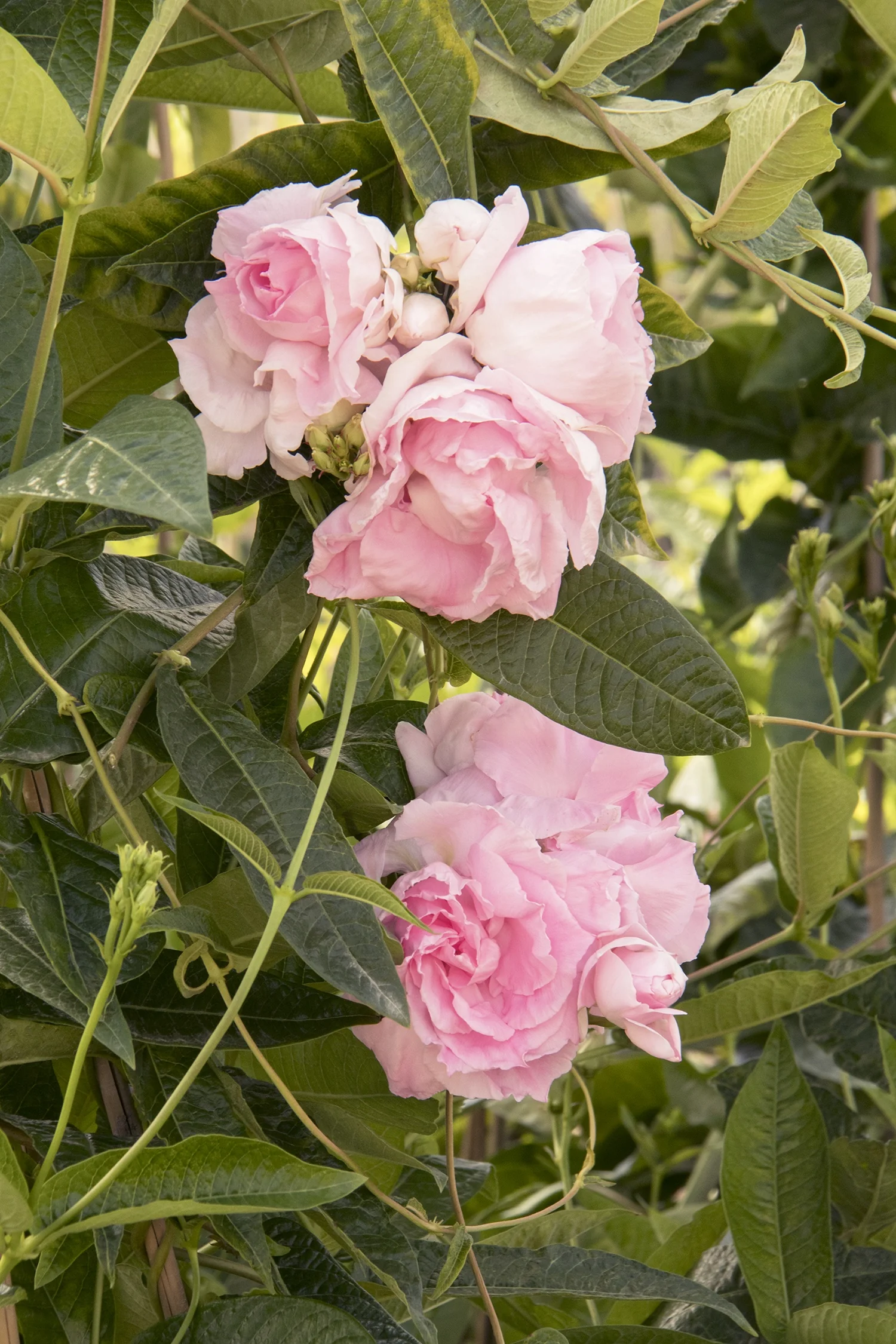 Tango Twirl® Mandevilla