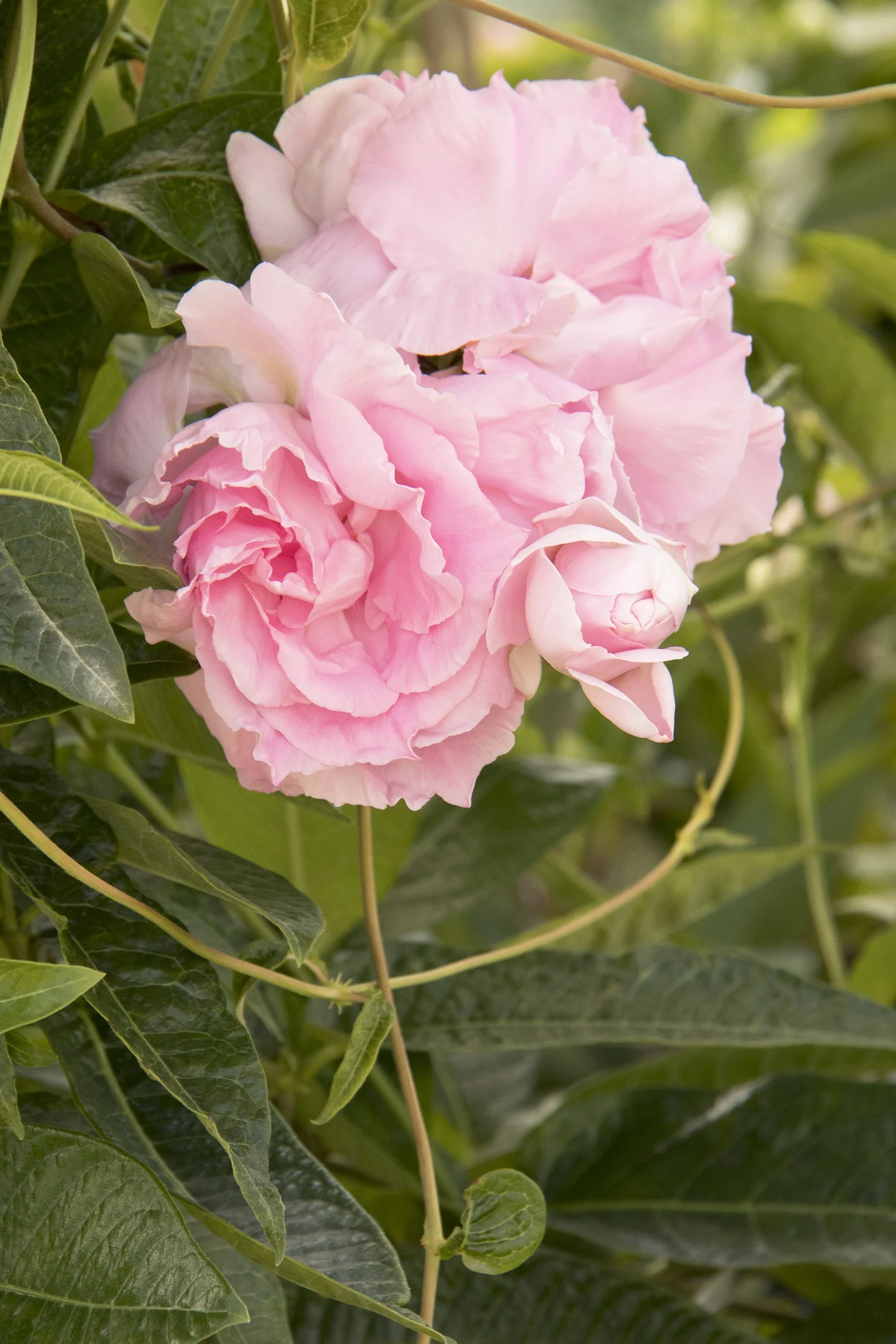 Tango Twirl® Mandevilla