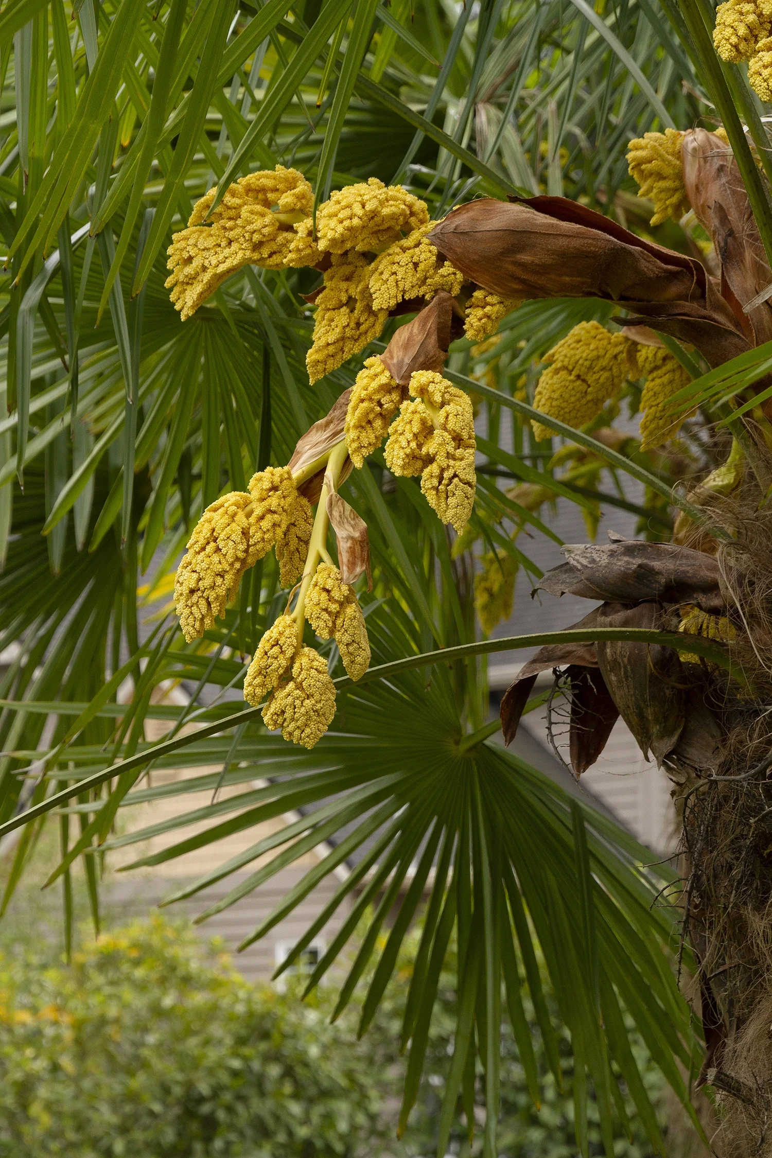 Windmill Palm