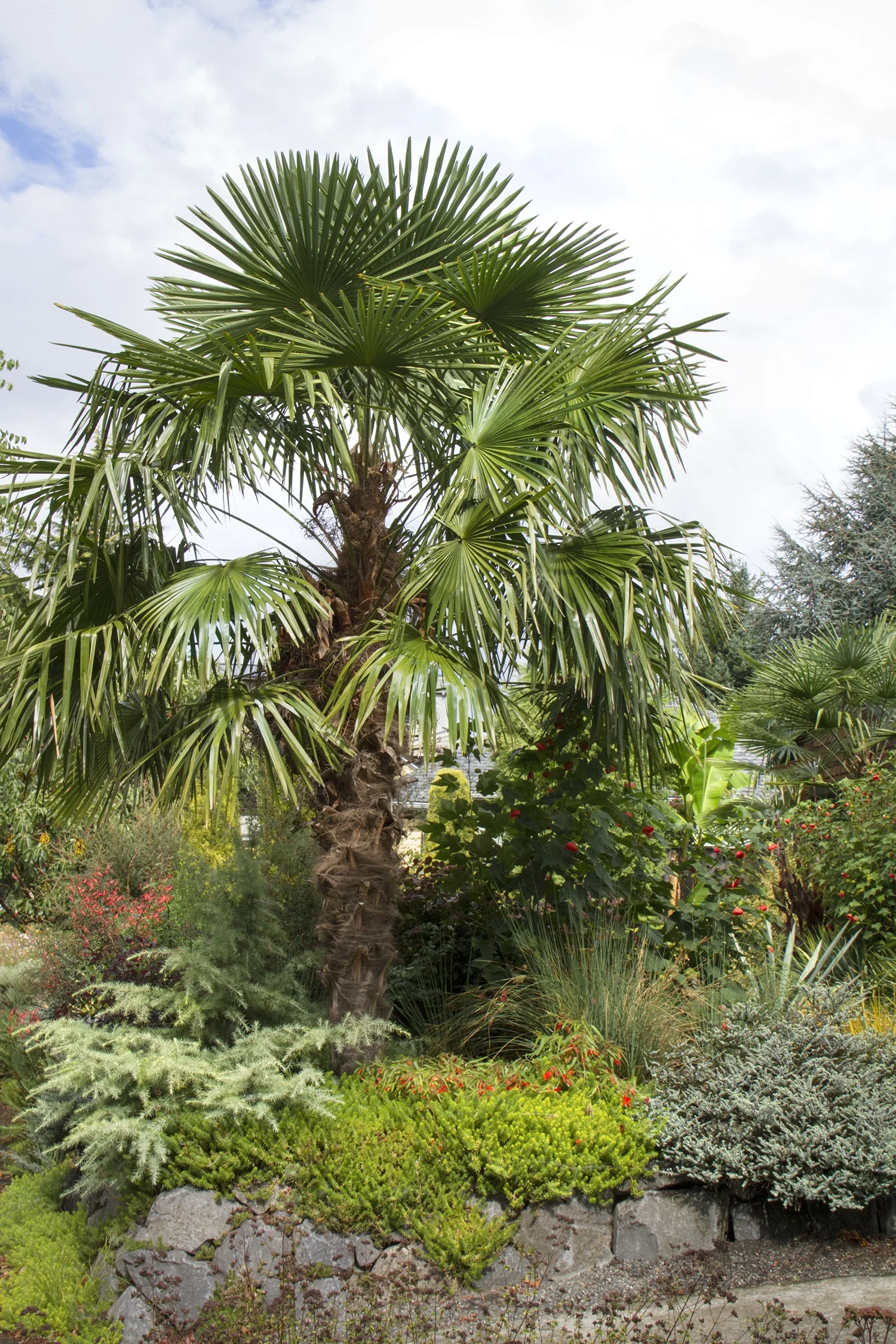 Windmill Palm