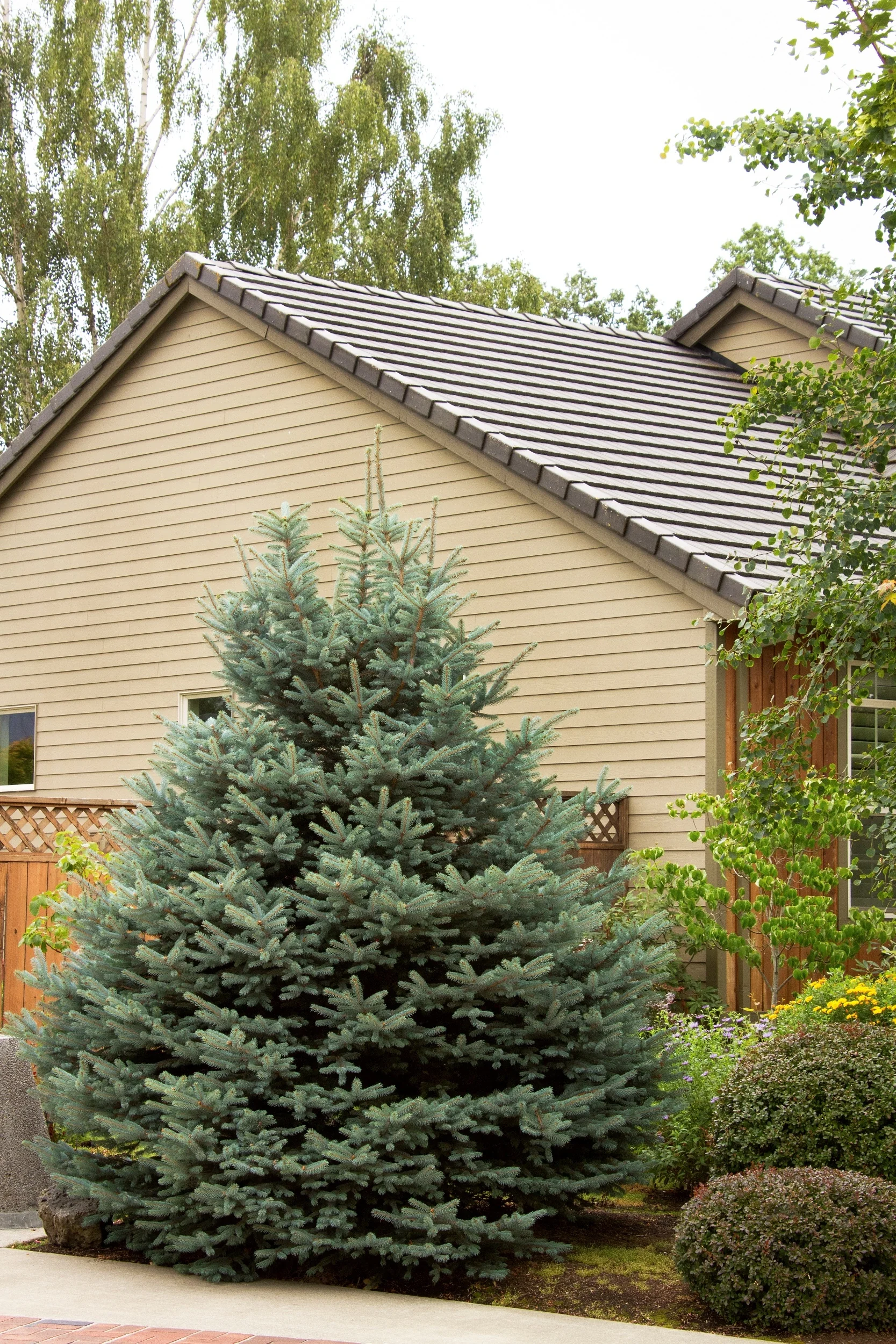 Fat Albert Colorado Blue Spruce 9 Fat Albert Colorado Blue Spruce