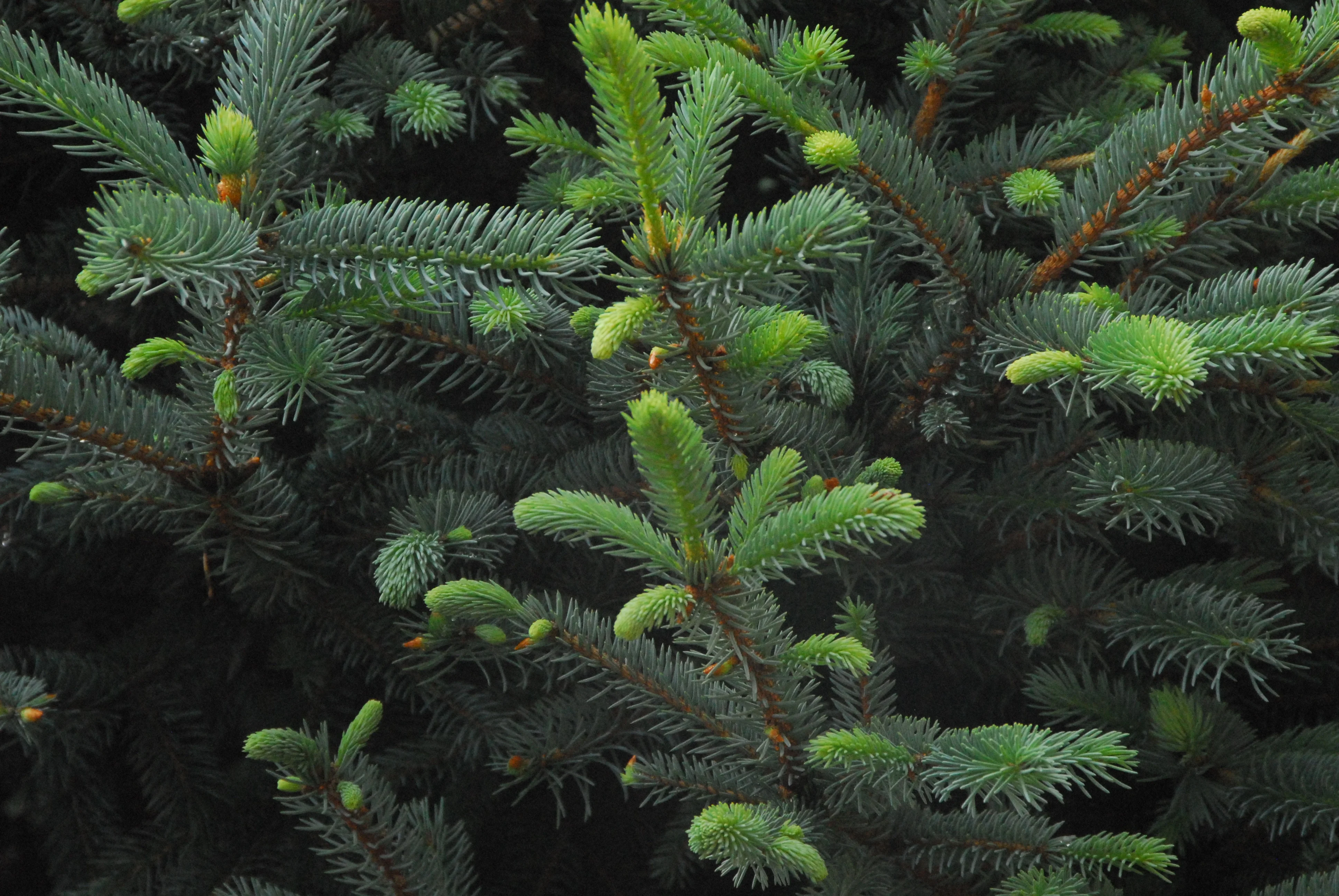 Fat Albert Colorado Blue Spruce 2 Fat Albert Colorado Blue Spruce