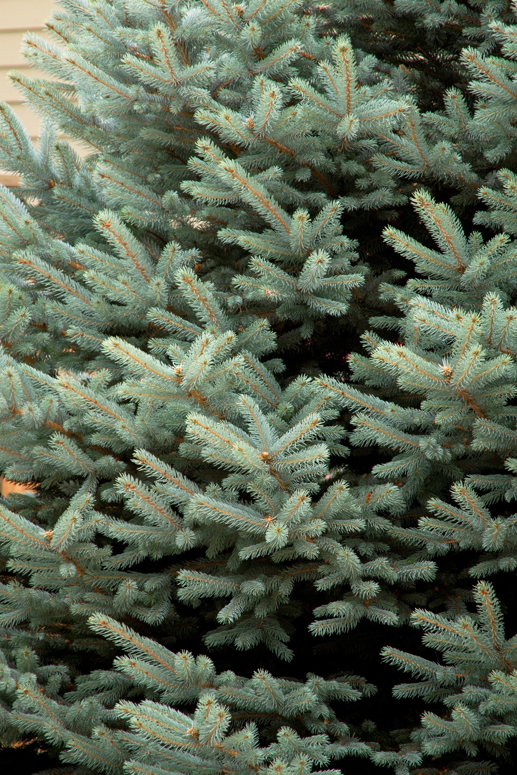 Fat Albert Colorado Blue Spruce 3 Fat Albert Colorado Blue Spruce