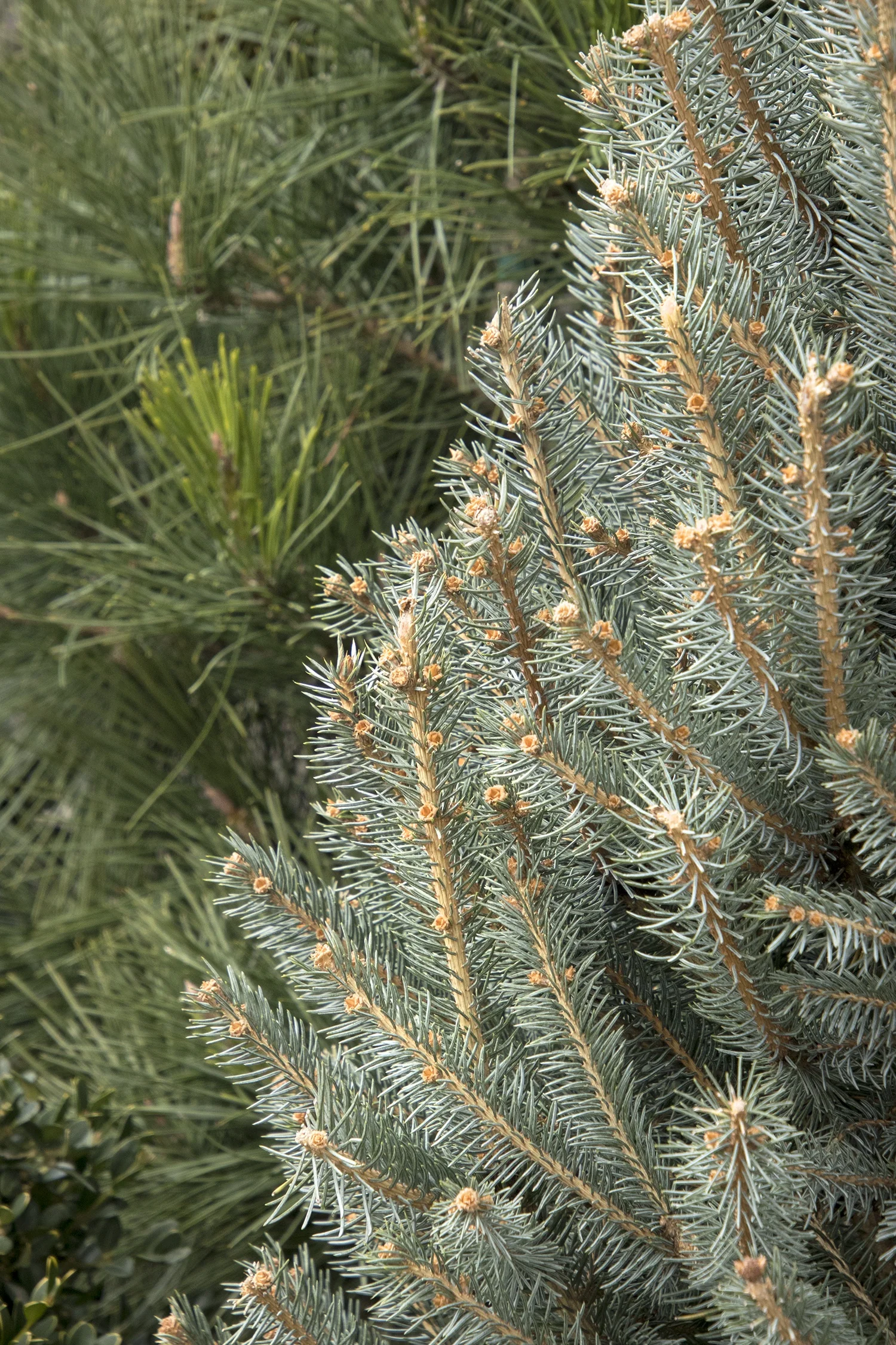 Fat Albert Colorado Blue Spruce 4 Fat Albert Colorado Blue Spruce
