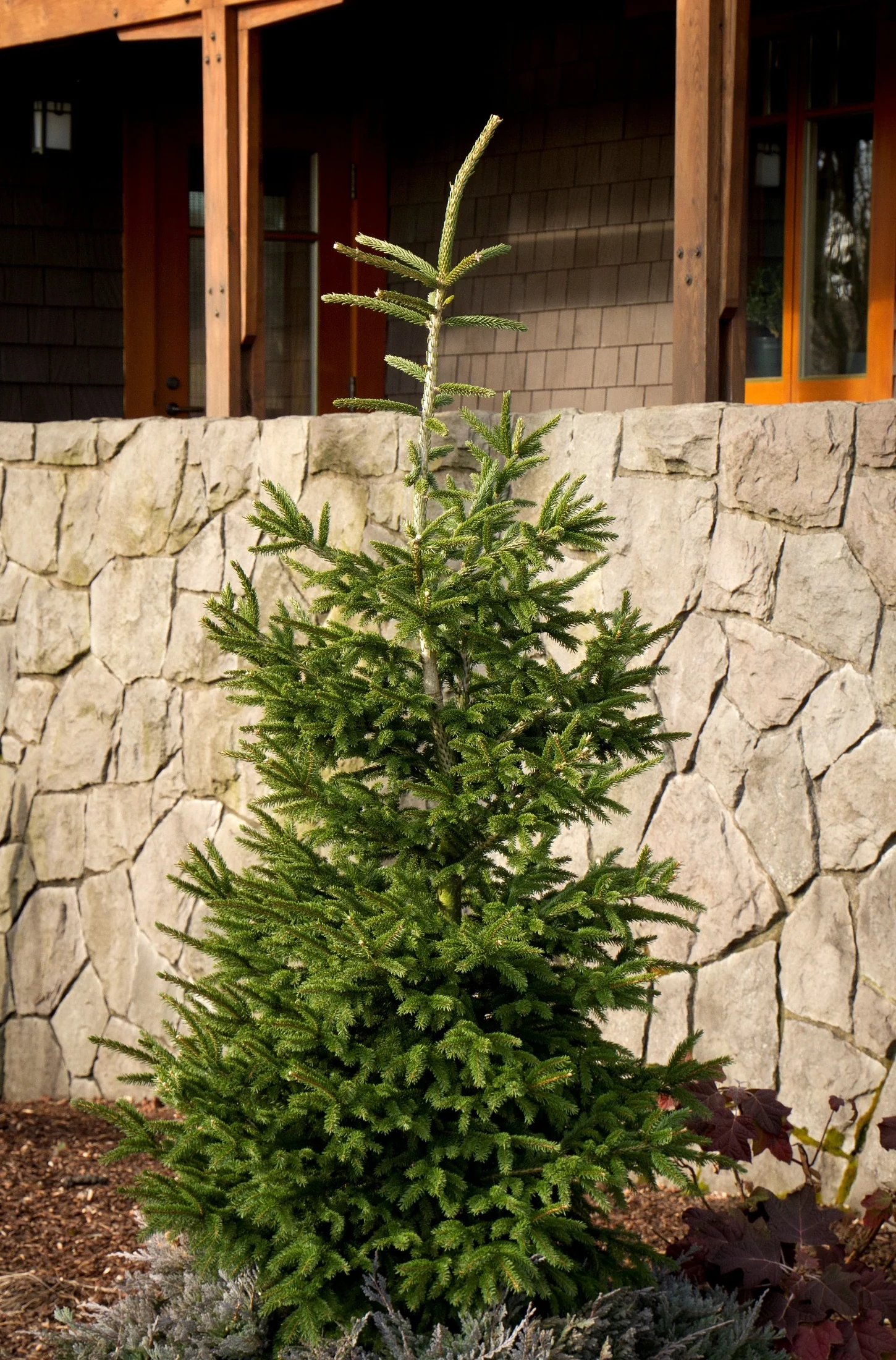 Atrovirens Oriental Spruce 5 Atrovirens Oriental Spruce