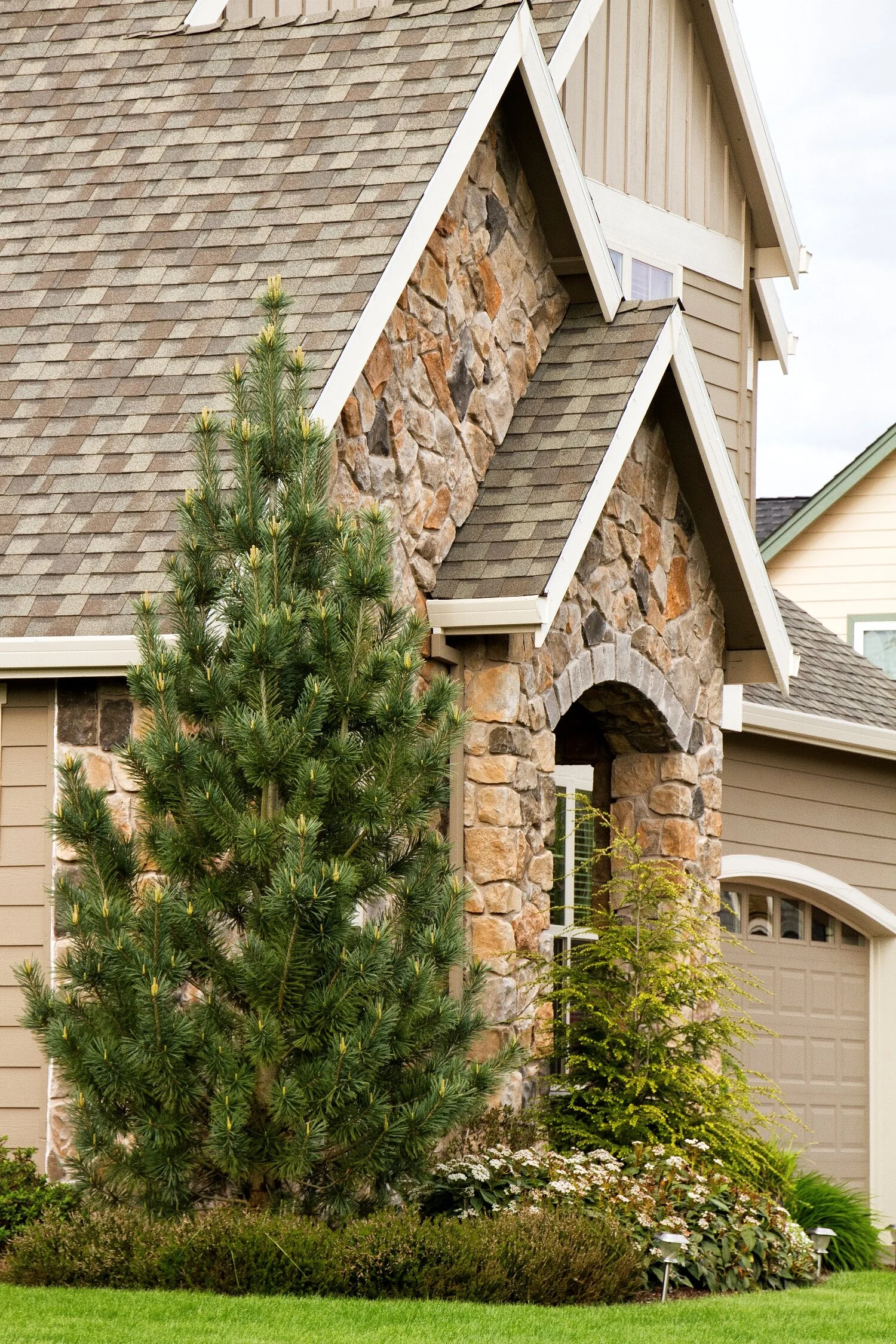 Vanderwolf's Pyramid Limber Pine 1 Vanderwolf's Pyramid Limber Pine