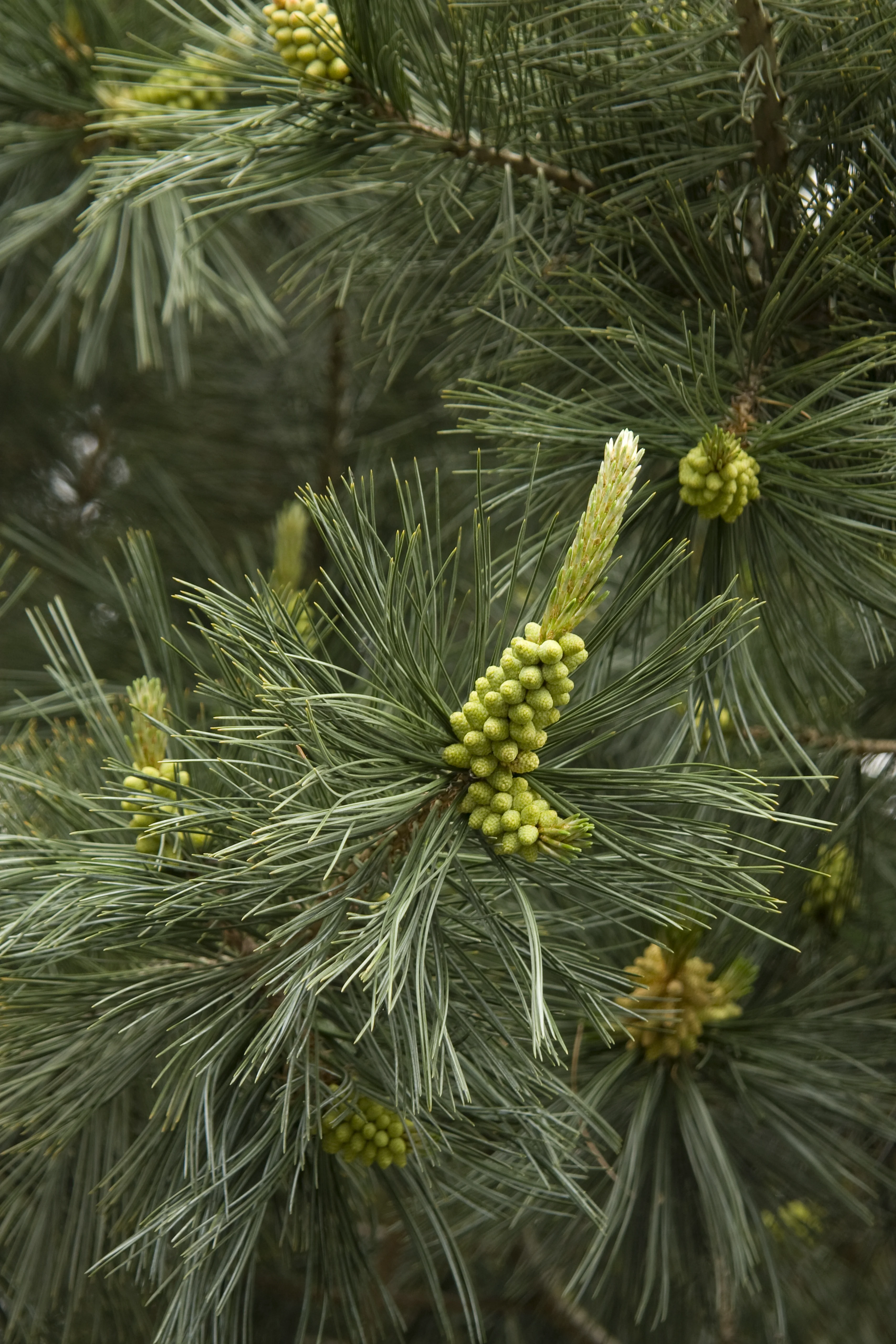 Vanderwolf's Pyramid Limber Pine 2 Vanderwolf's Pyramid Limber Pine