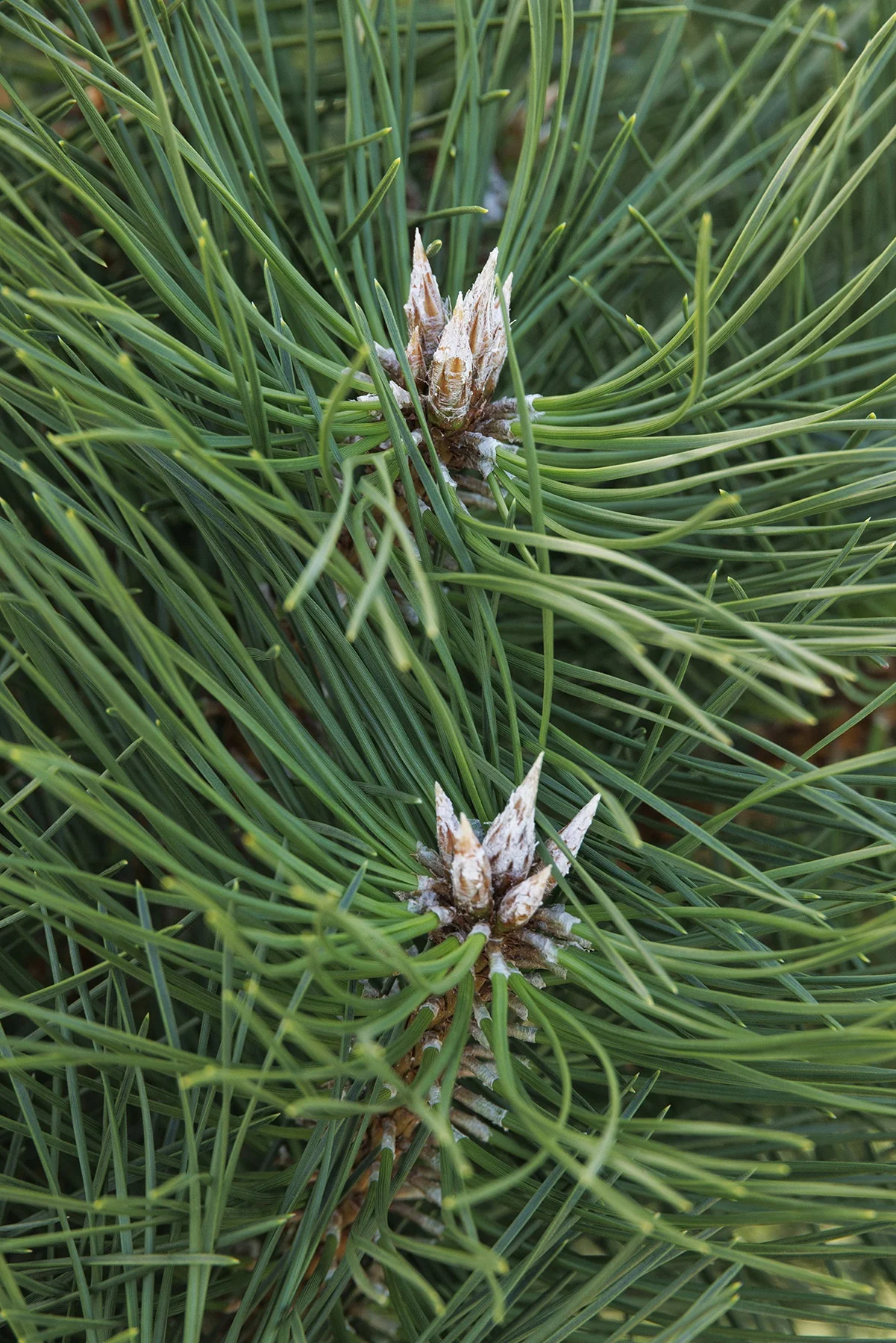Austrian Pine 1 Austrian Pine