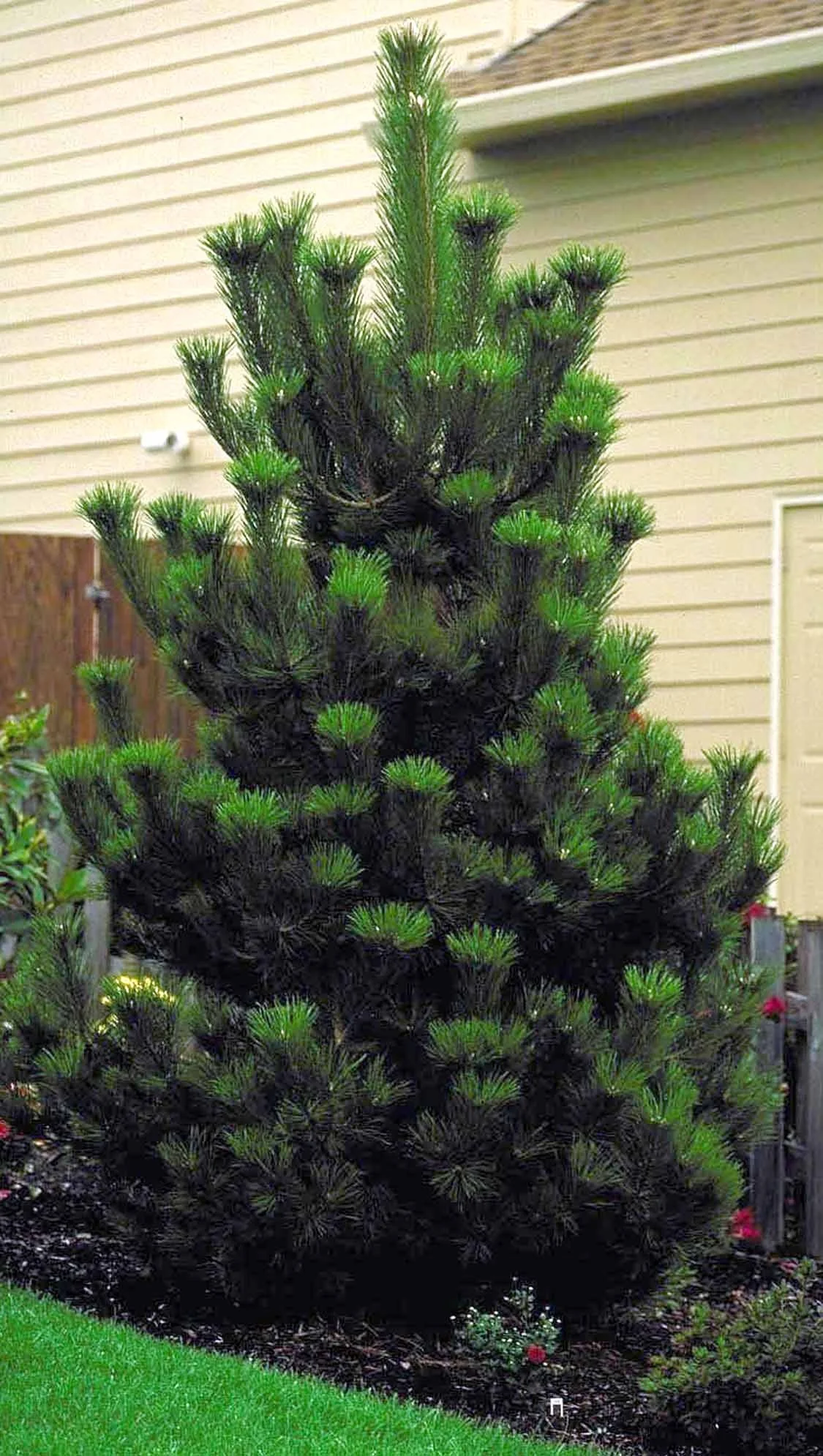 Austrian Pine 2 Austrian Pine