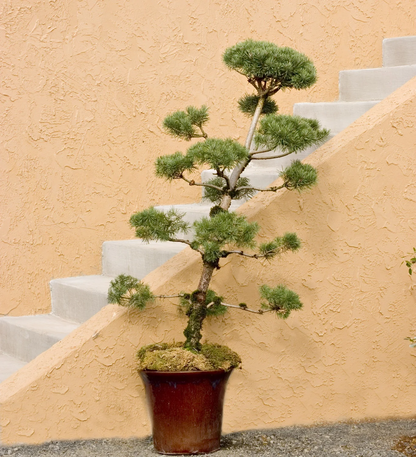 Austrian Pine 3 Austrian Pine