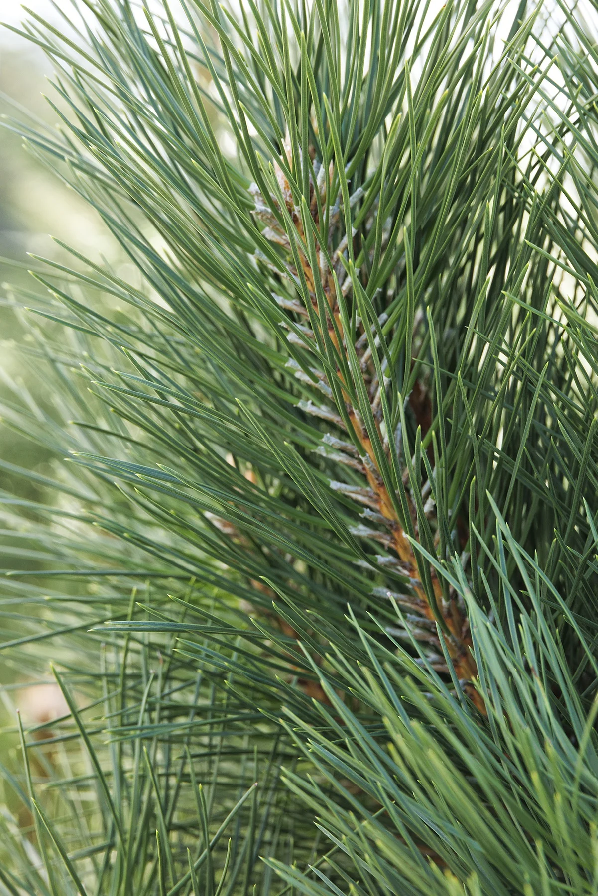 Austrian Pine 4 Austrian Pine