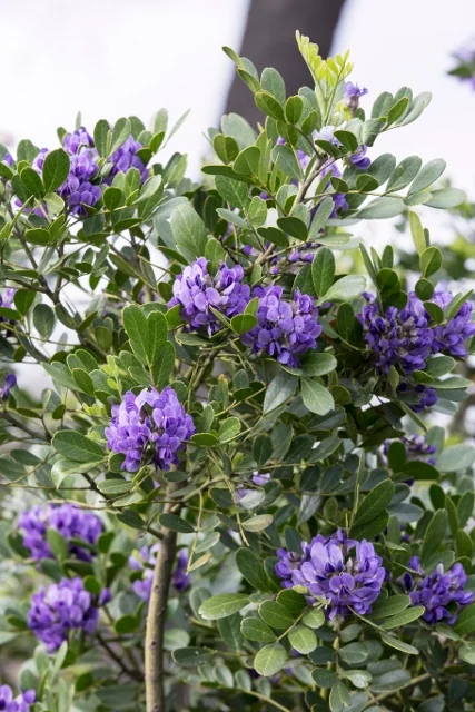 Texas Mountain Laurel 11 Texas Mountain Laurel