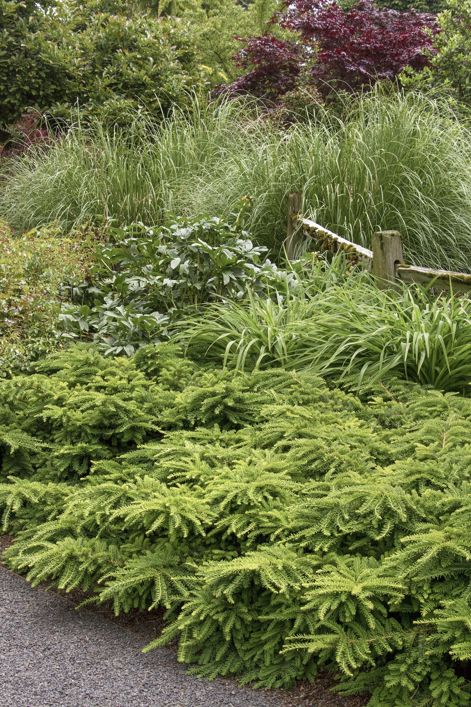 Emerald Spreader® Japanese Yew