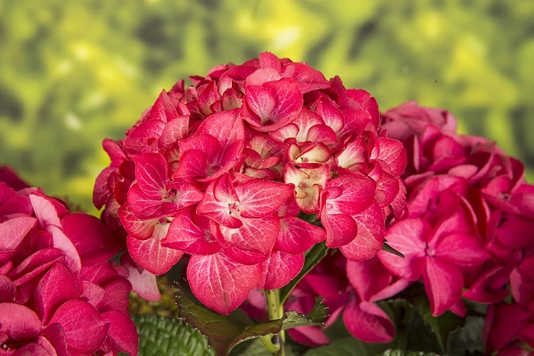 Tuxedo® Red Hydrangea 1 Tuxedo® Red Hydrangea