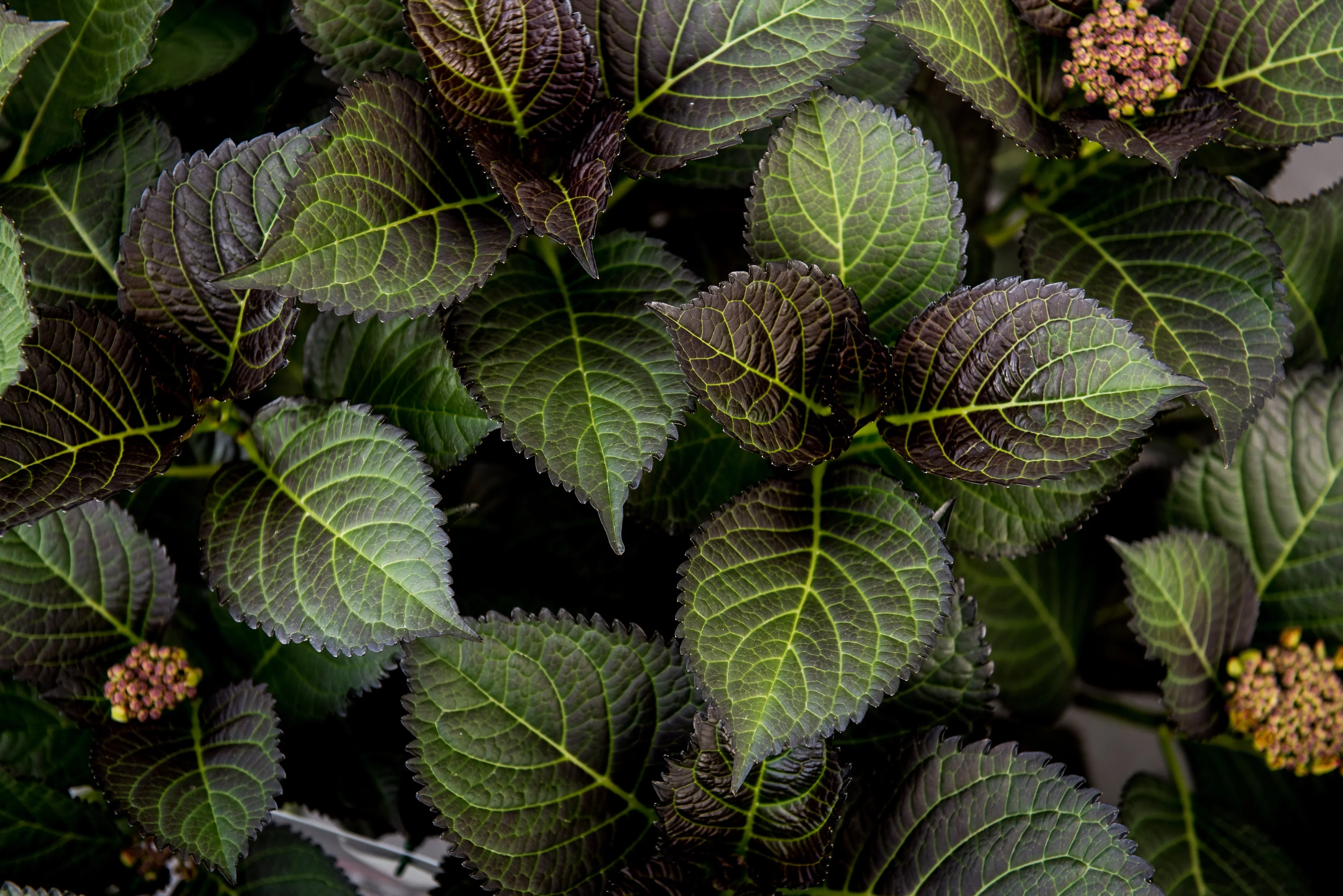 Tuxedo® Red Hydrangea 2 Tuxedo® Red Hydrangea