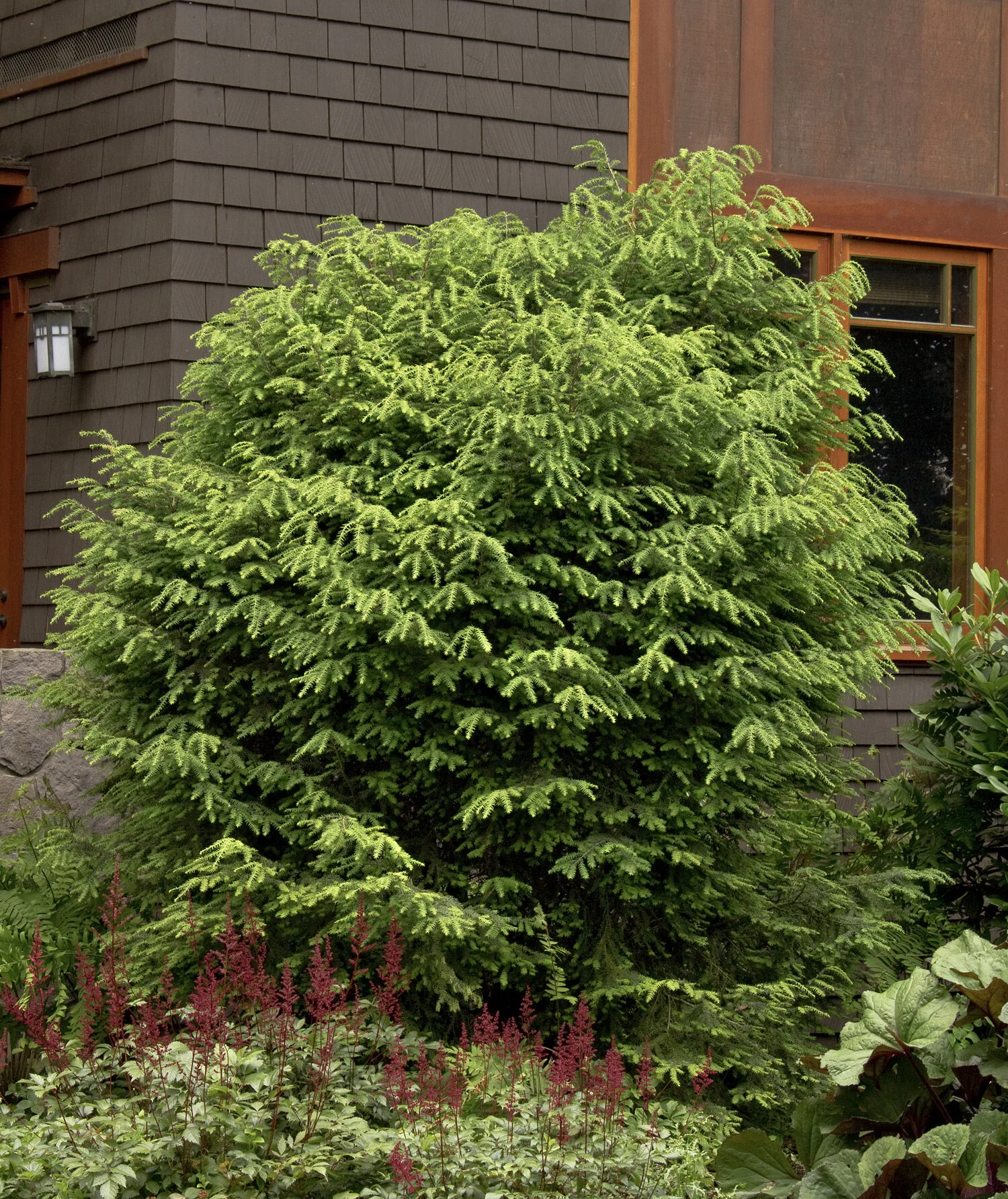 Canadian Hemlock