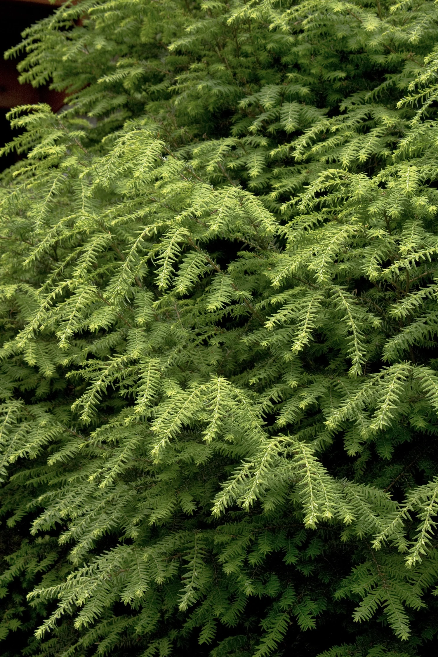 Canadian Hemlock