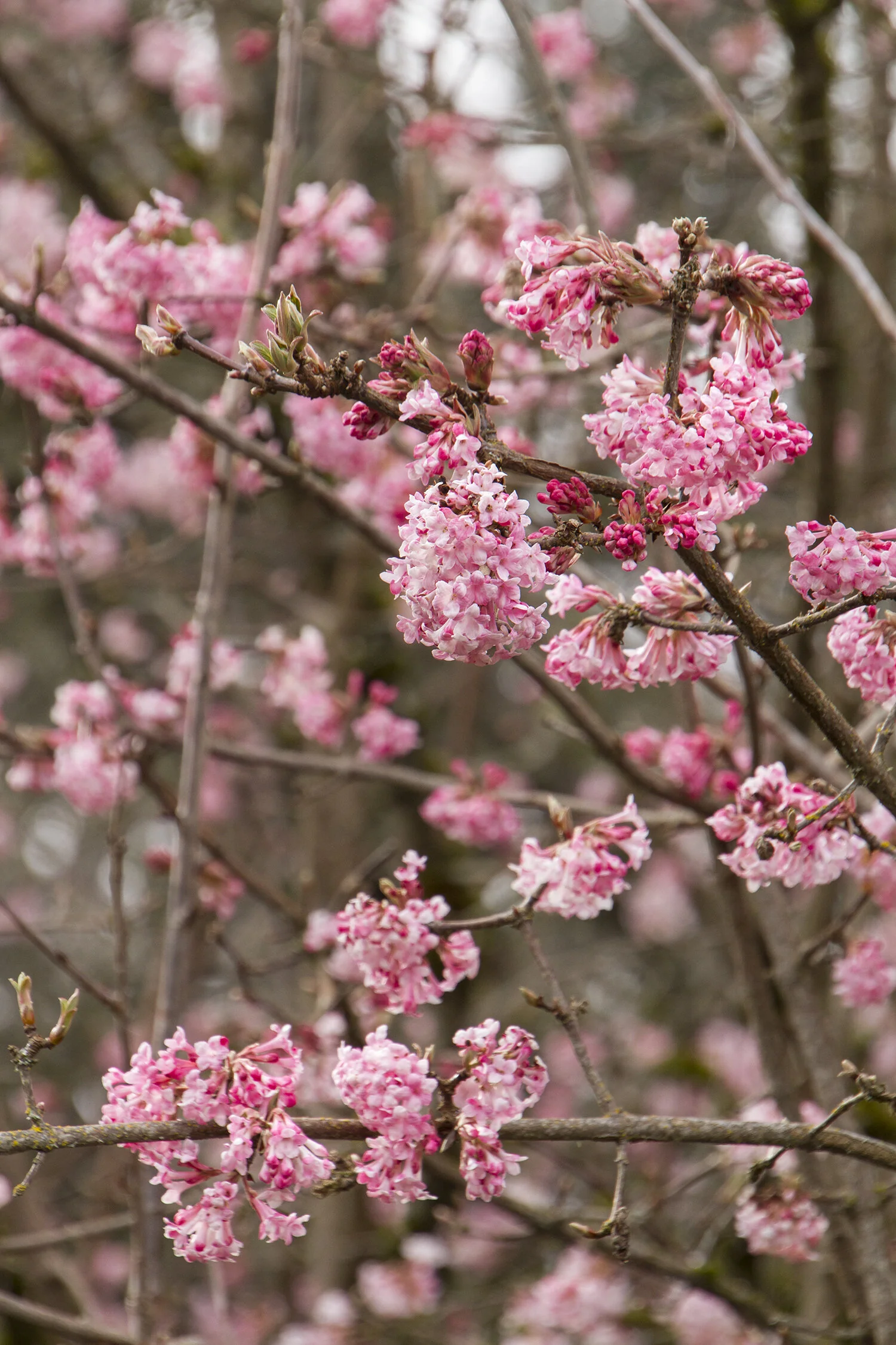 Pink Dawn Viburnum