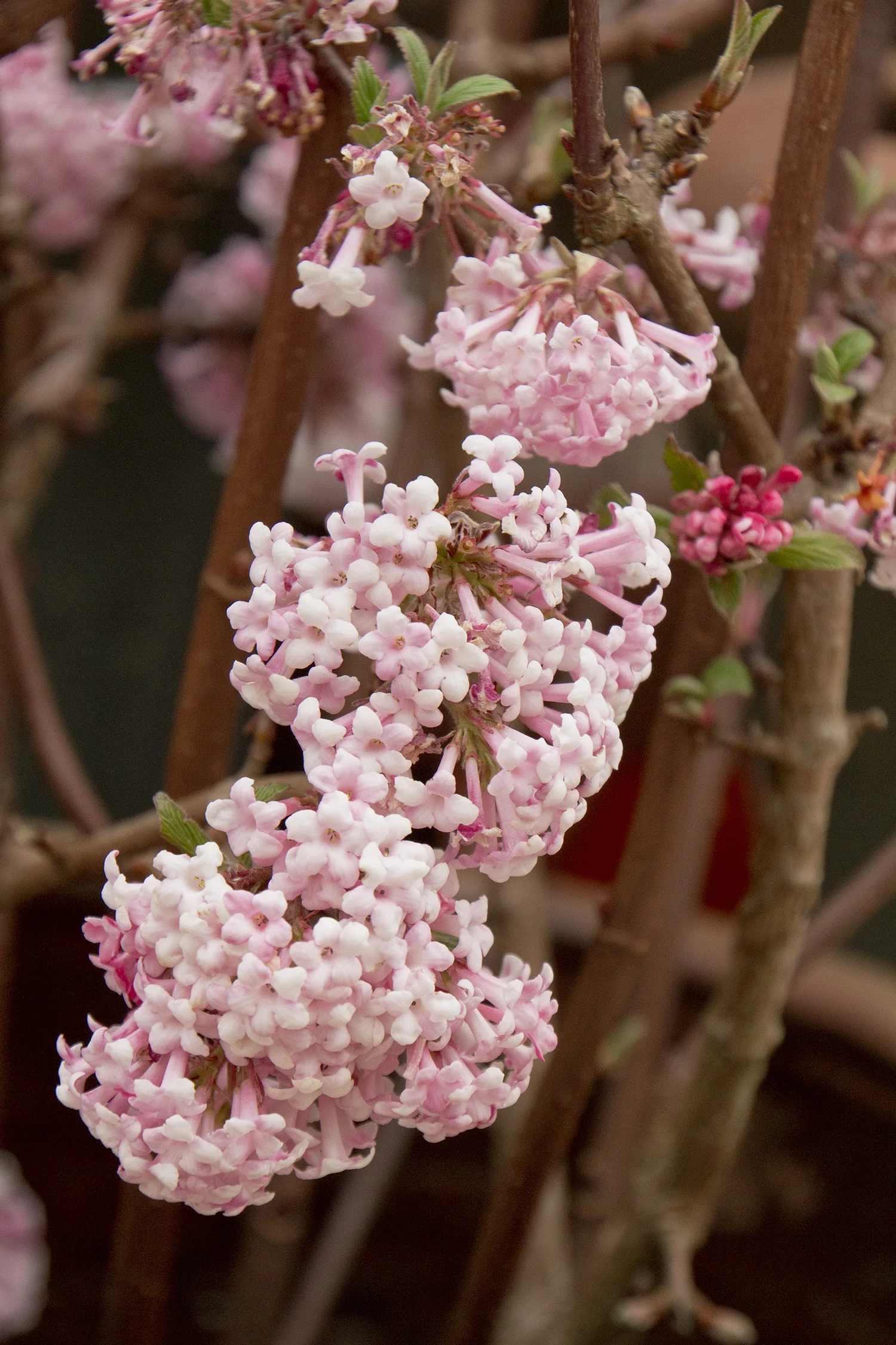 Pink Dawn Viburnum 2 Pink Dawn Viburnum