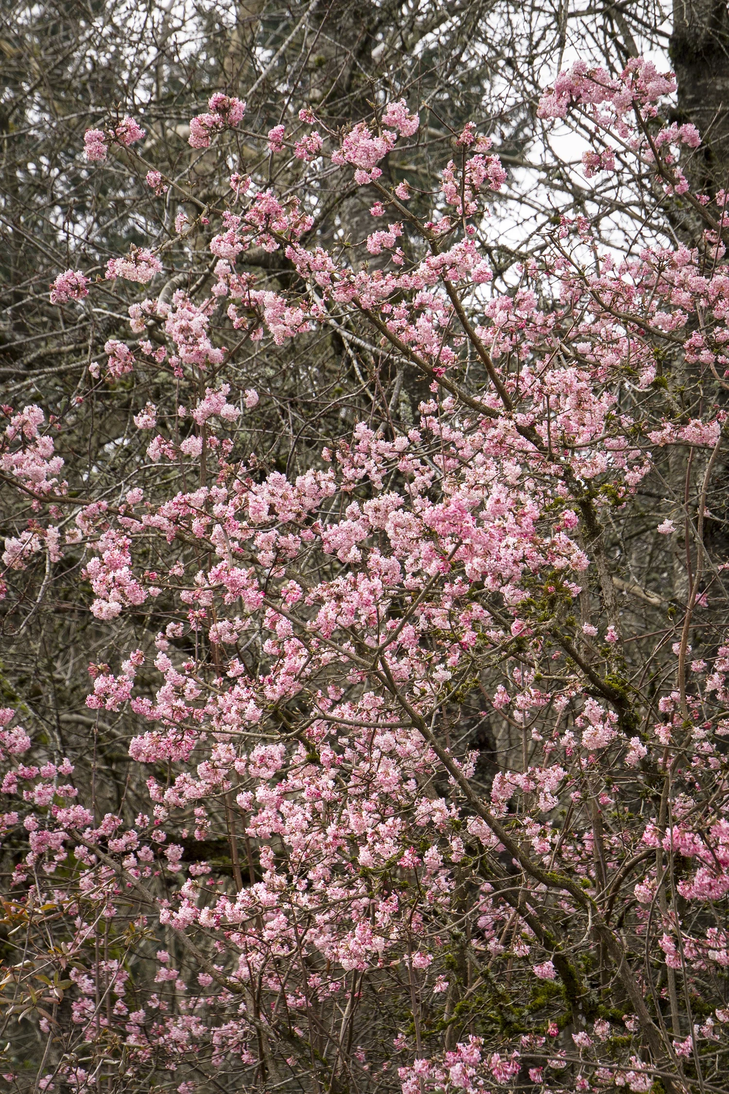 Pink Dawn Viburnum 4 Pink Dawn Viburnum