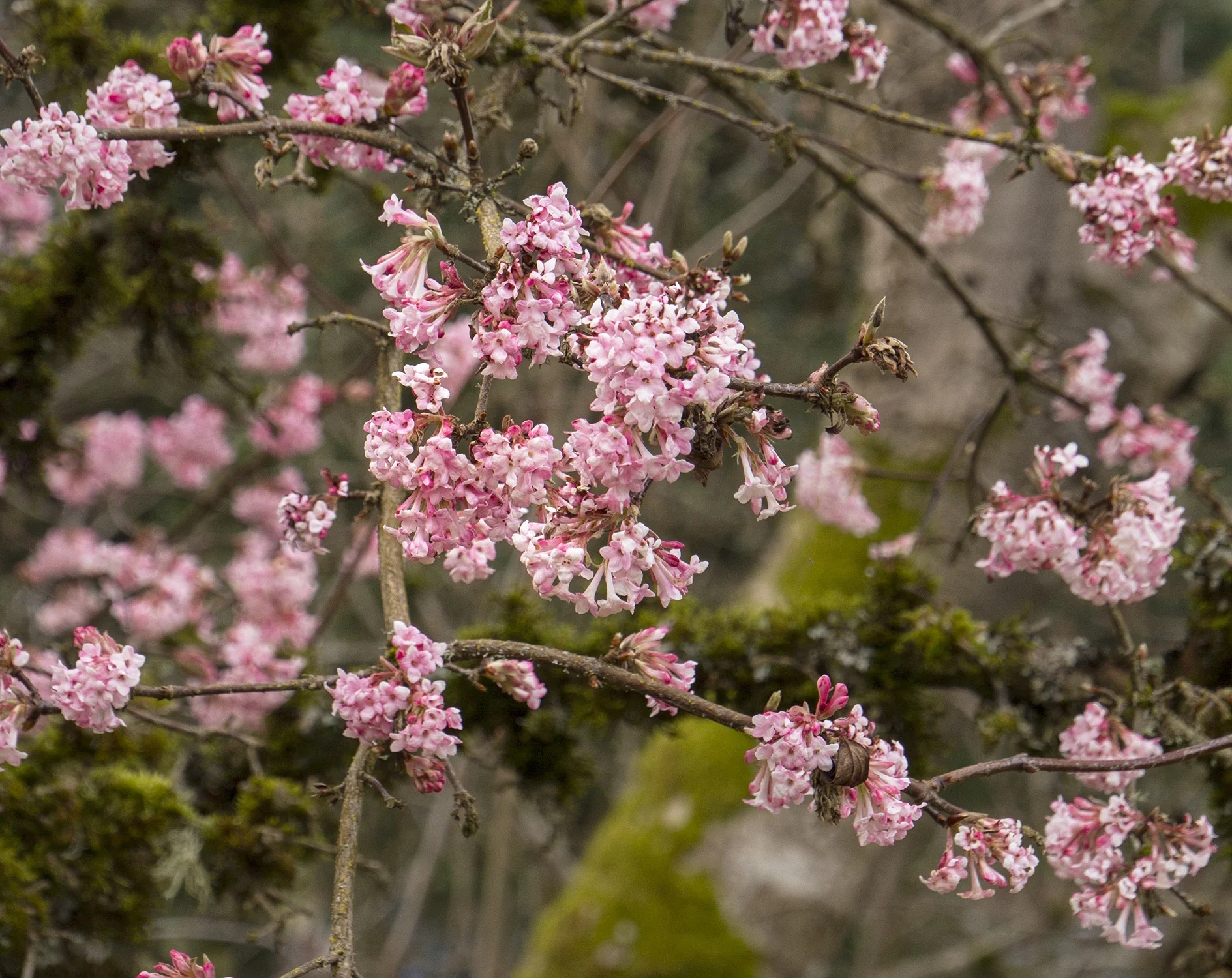 Pink Dawn Viburnum 5 Pink Dawn Viburnum