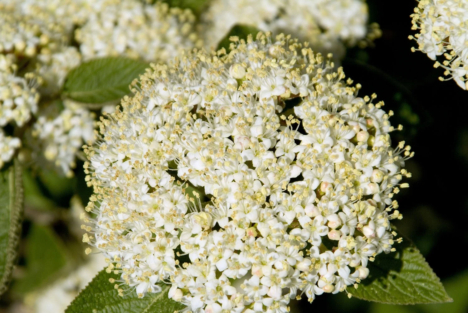 Mohican Viburnum 8 Mohican Viburnum