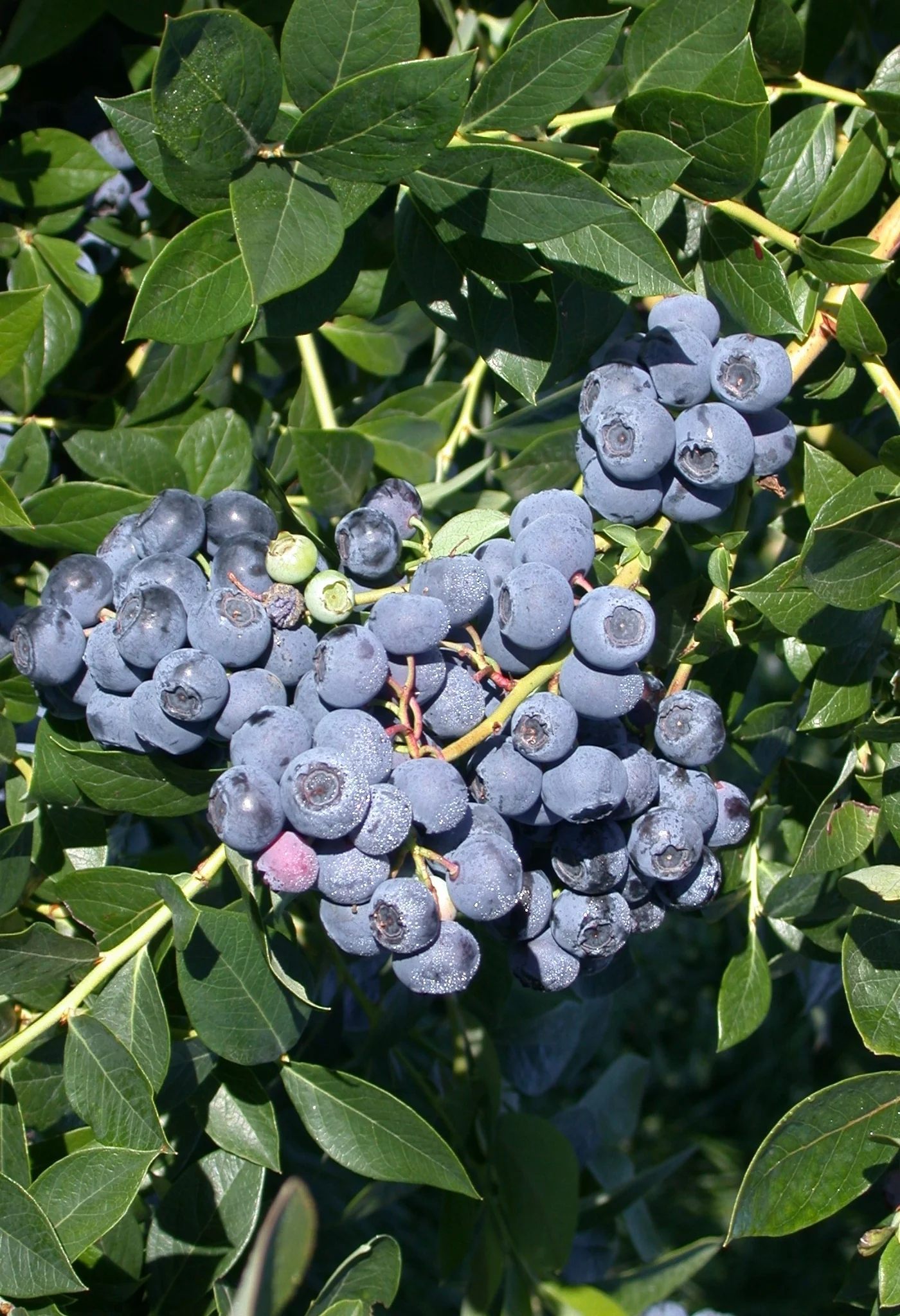 Patriot Early Season Blueberry 3 Patriot Early Season Blueberry