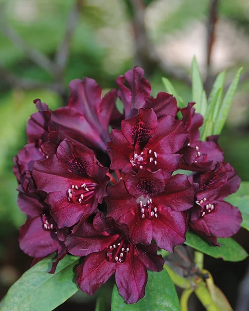 Dark Lord Rhododendron