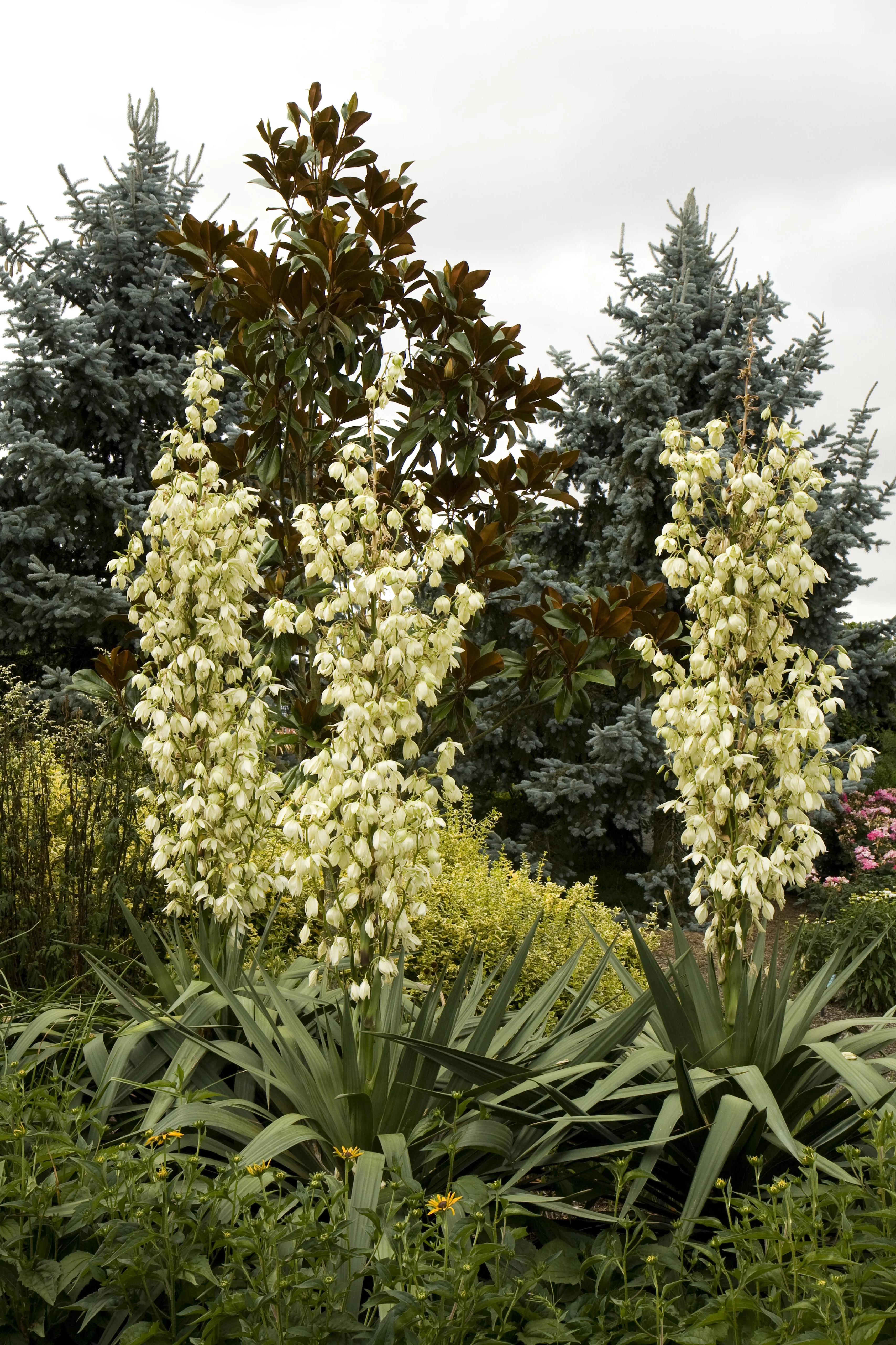 Soft Leaf Yucca