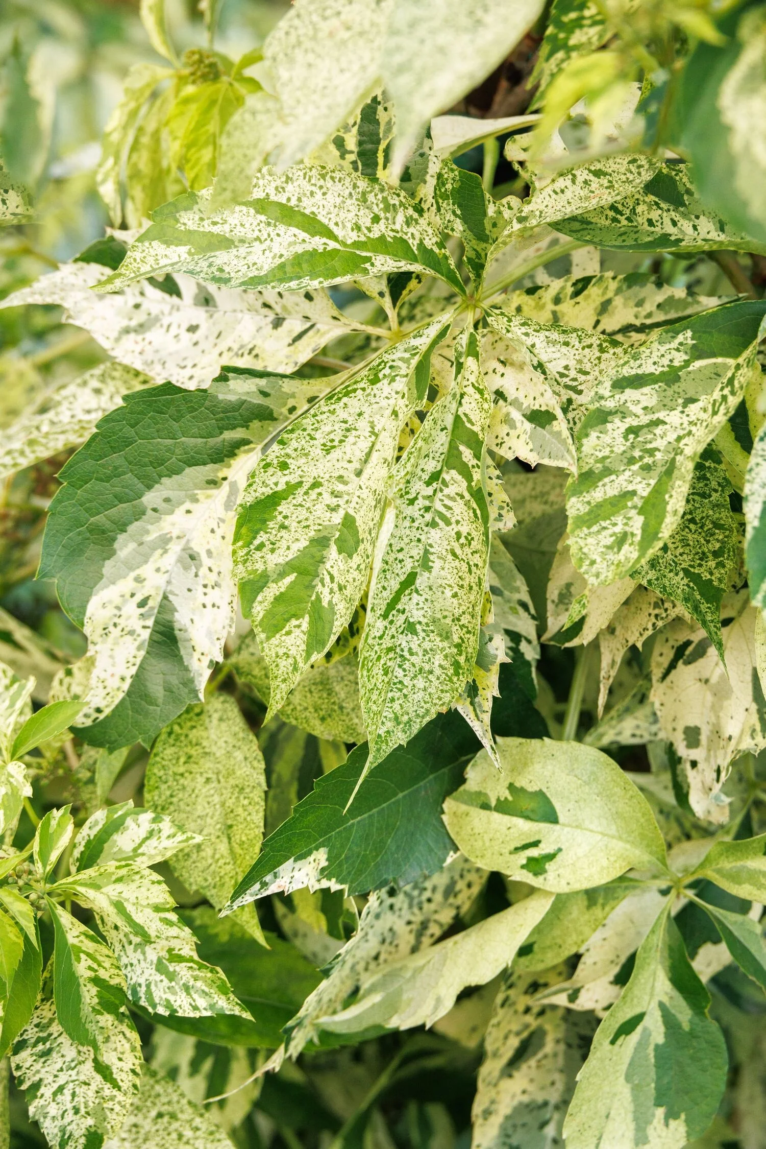 Star Showers® Virginia Creeper