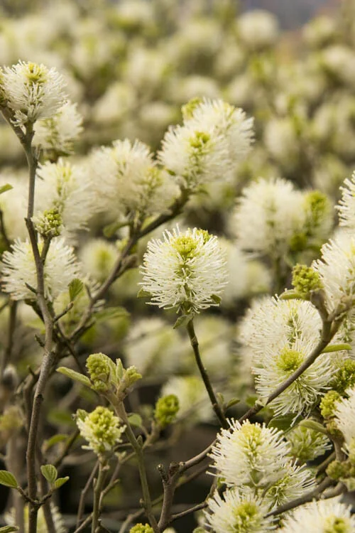 Dwarf Fothergilla