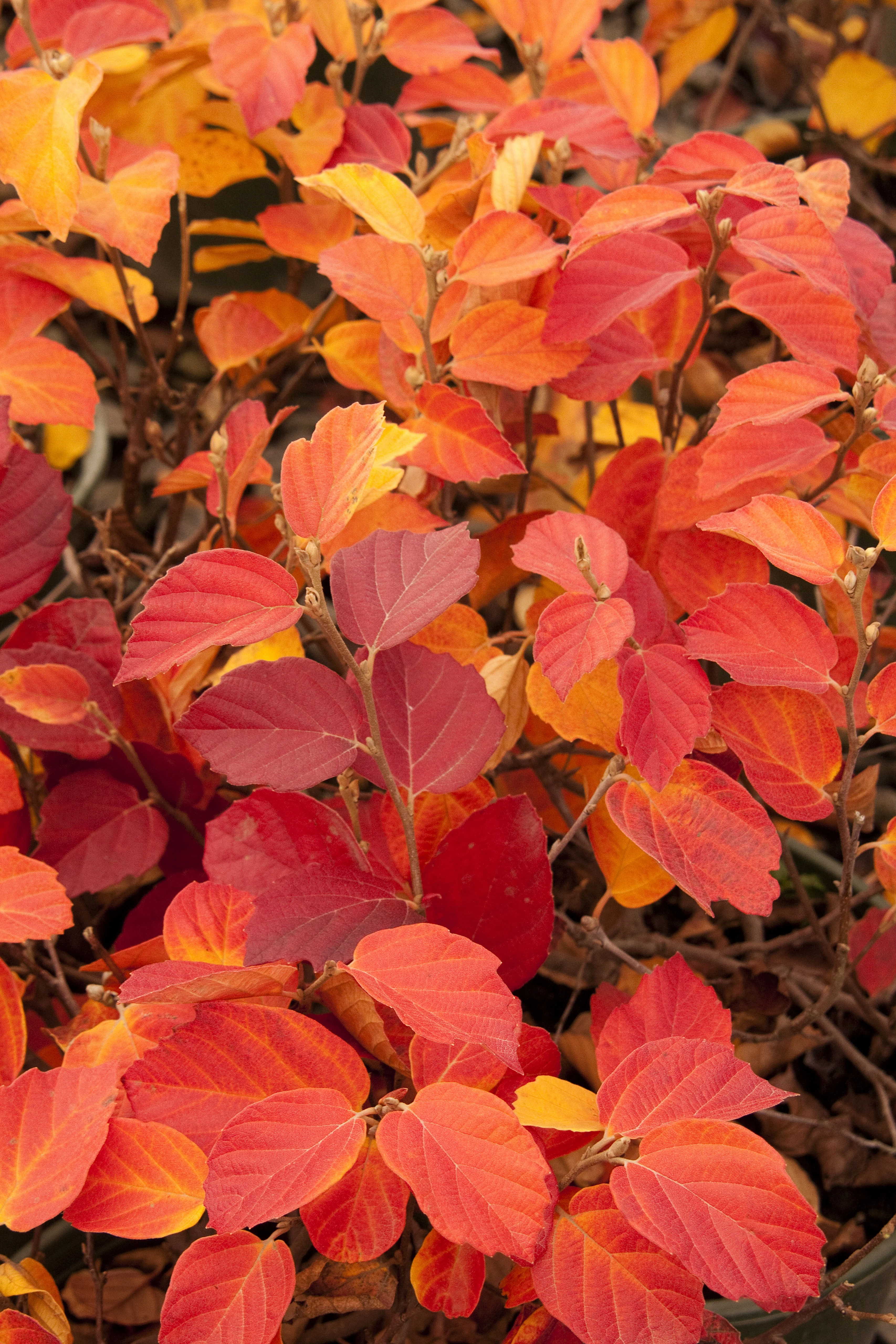 Dwarf Fothergilla 2 Dwarf Fothergilla