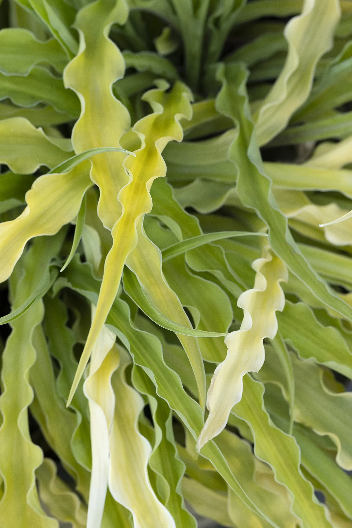 Curly Fries Hosta 6 Curly Fries Hosta