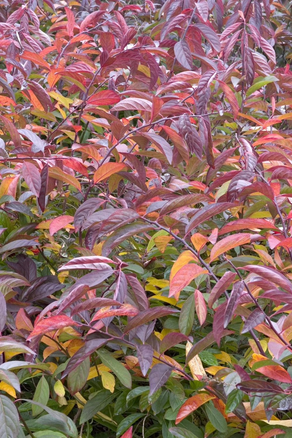 Henry's Garnet Sweetspire 3 Henry's Garnet Sweetspire