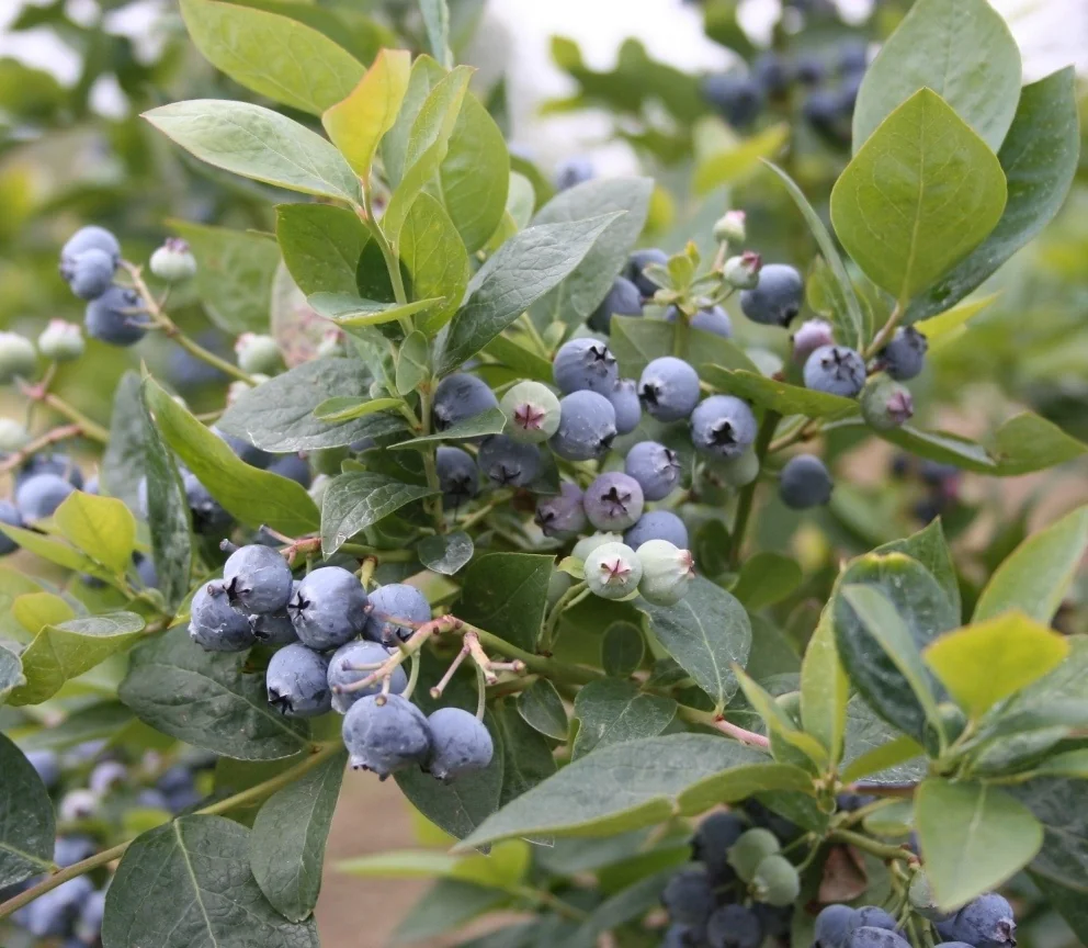 Jubilee Midseason Blueberry 1 Jubilee Midseason Blueberry