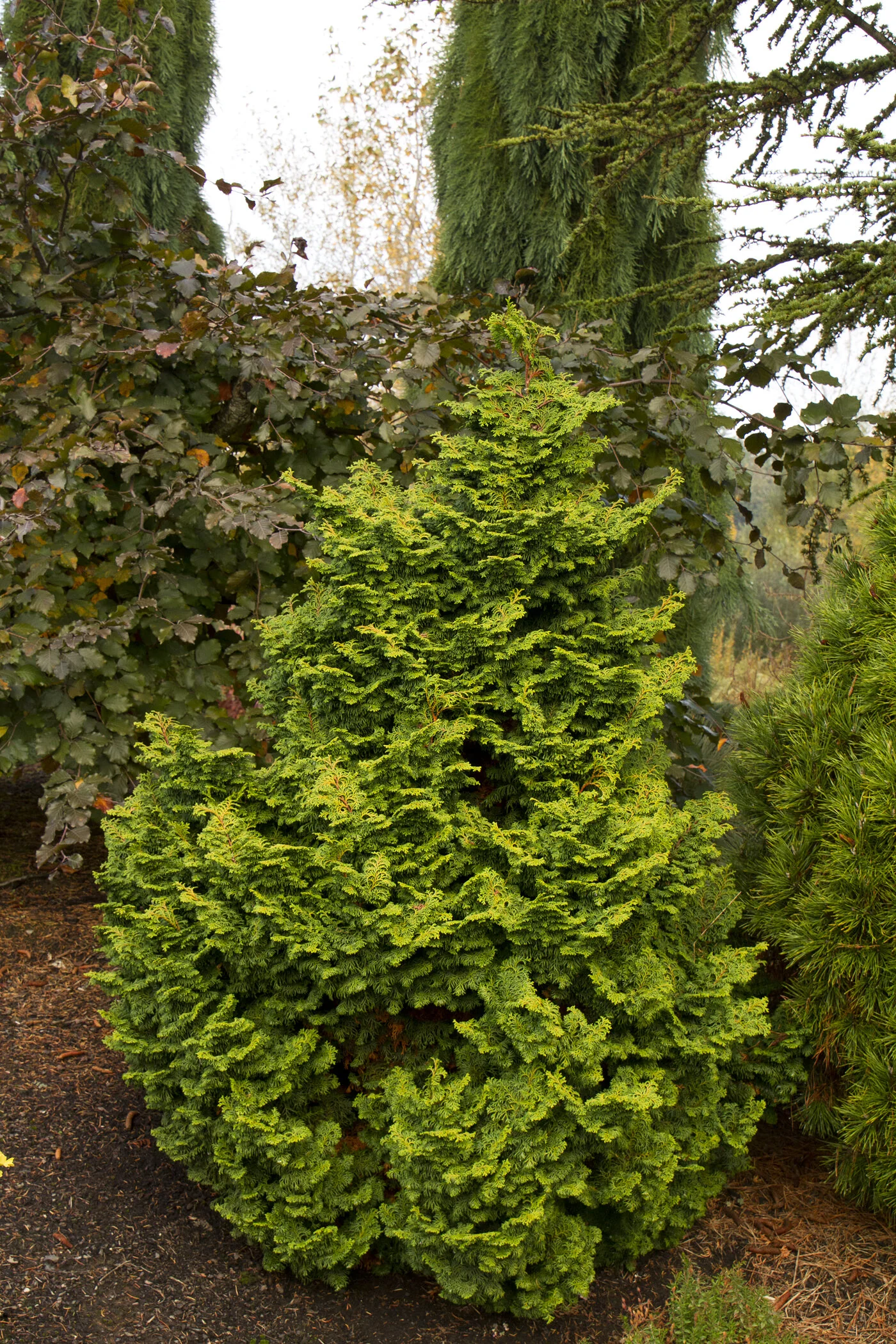 Koster's False Cypress 3 Koster's False Cypress
