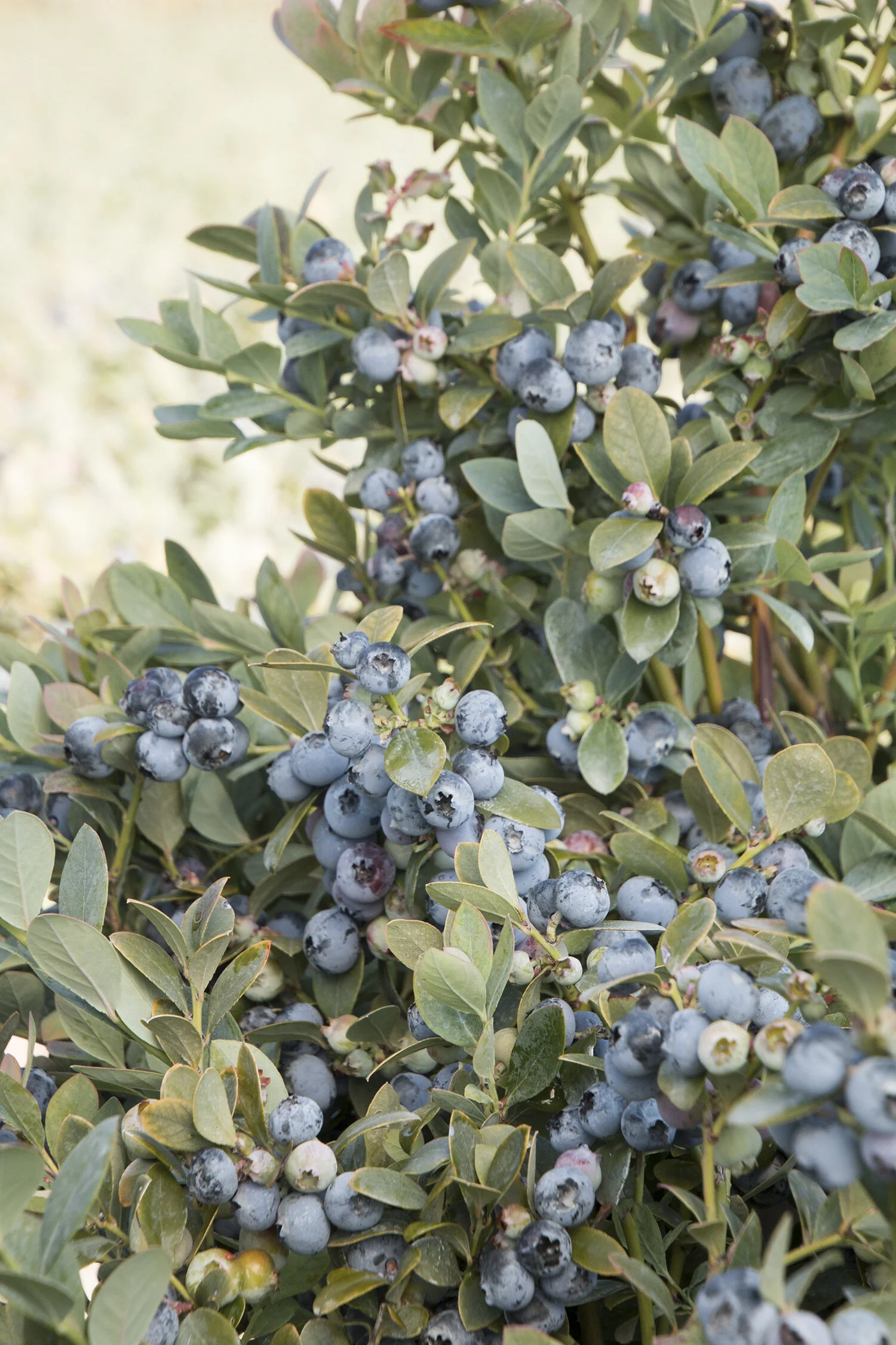 Bountiful Blue® Blueberry