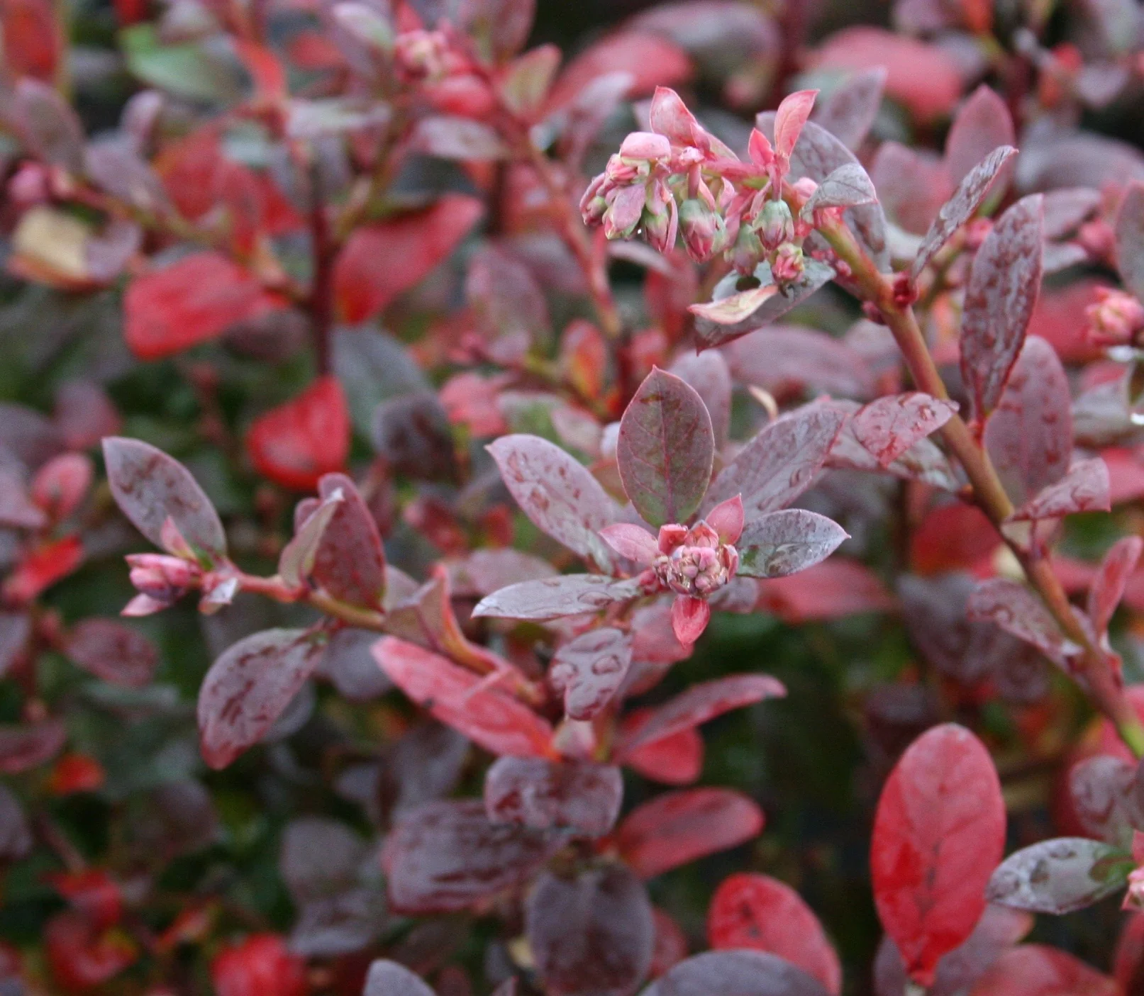 Bountiful Blue® Blueberry