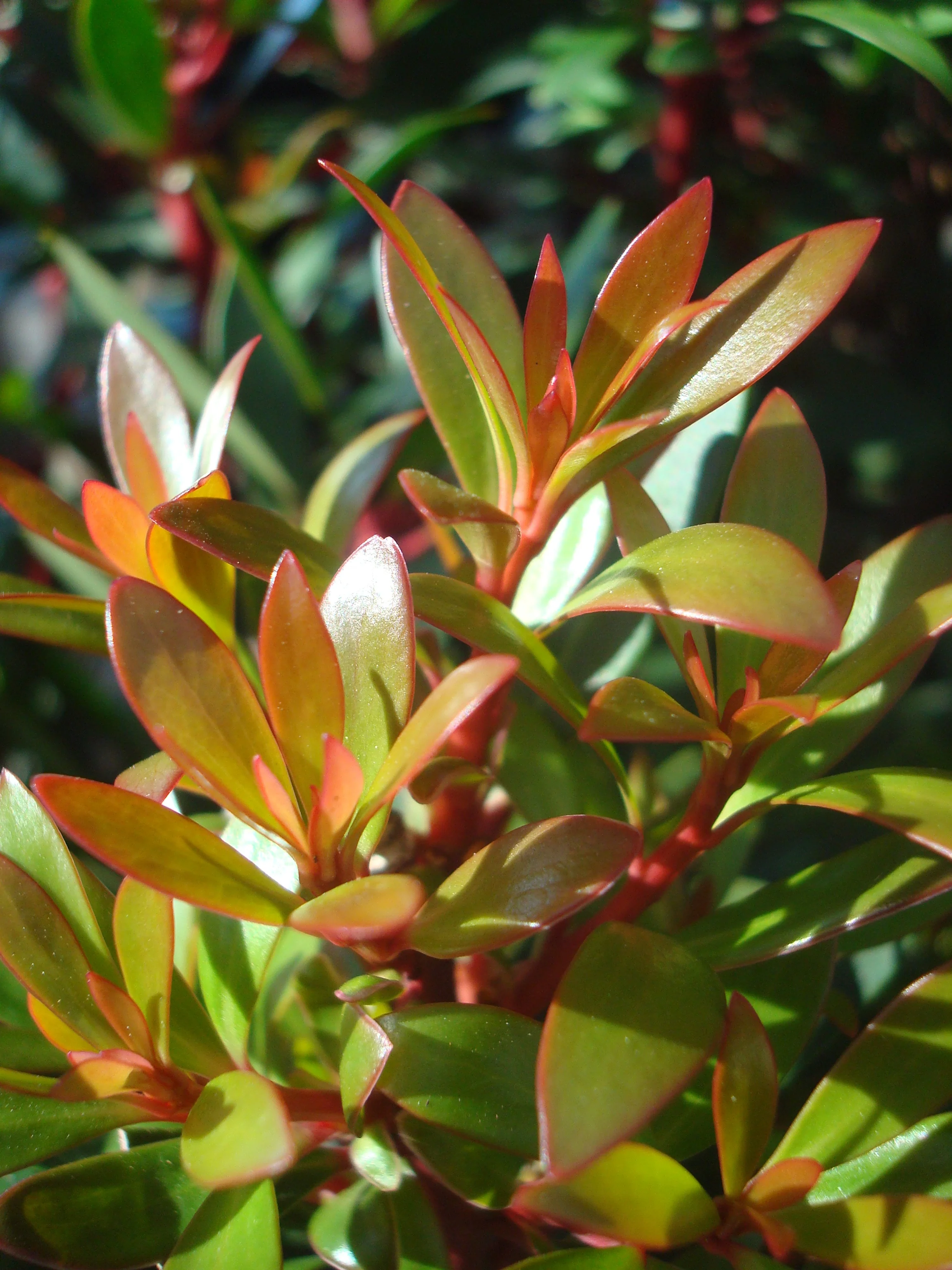 Mountain Pepper