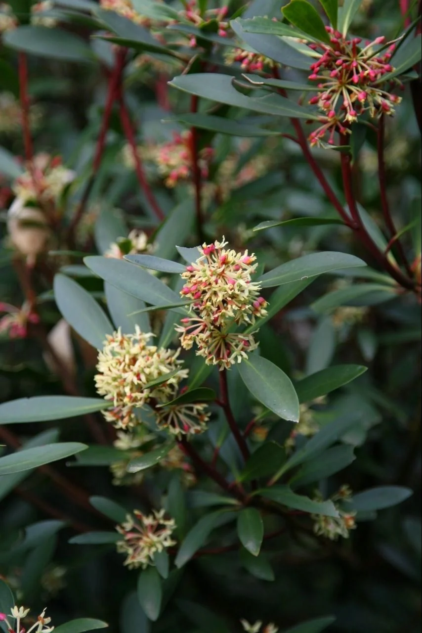 Mountain Pepper 3 Mountain Pepper