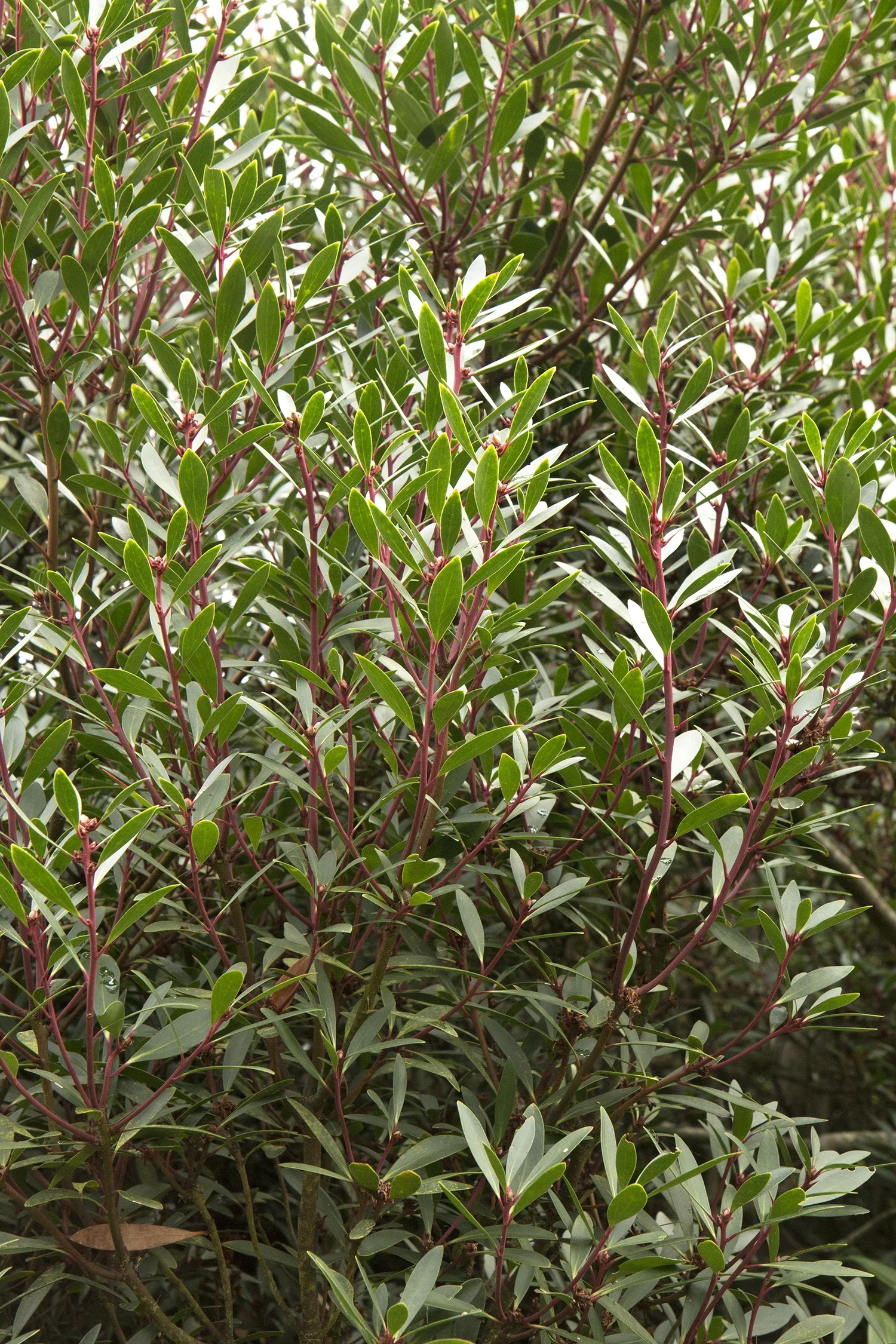 Mountain Pepper 4 Mountain Pepper