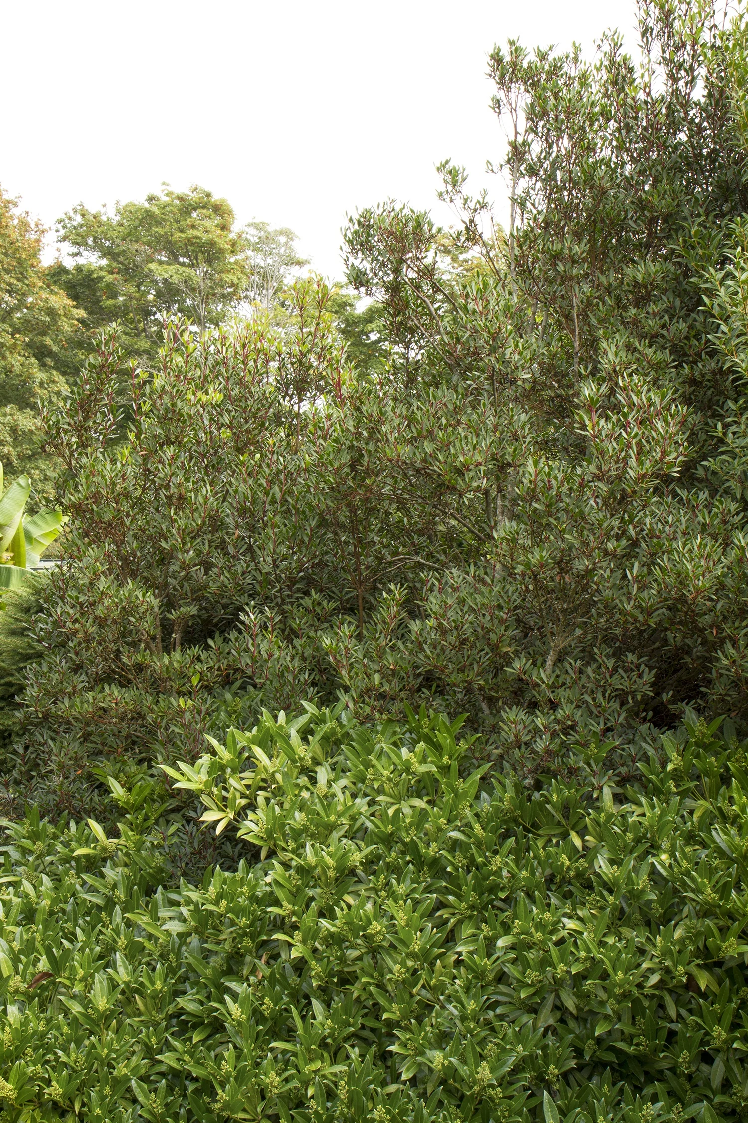 Mountain Pepper 5 Mountain Pepper