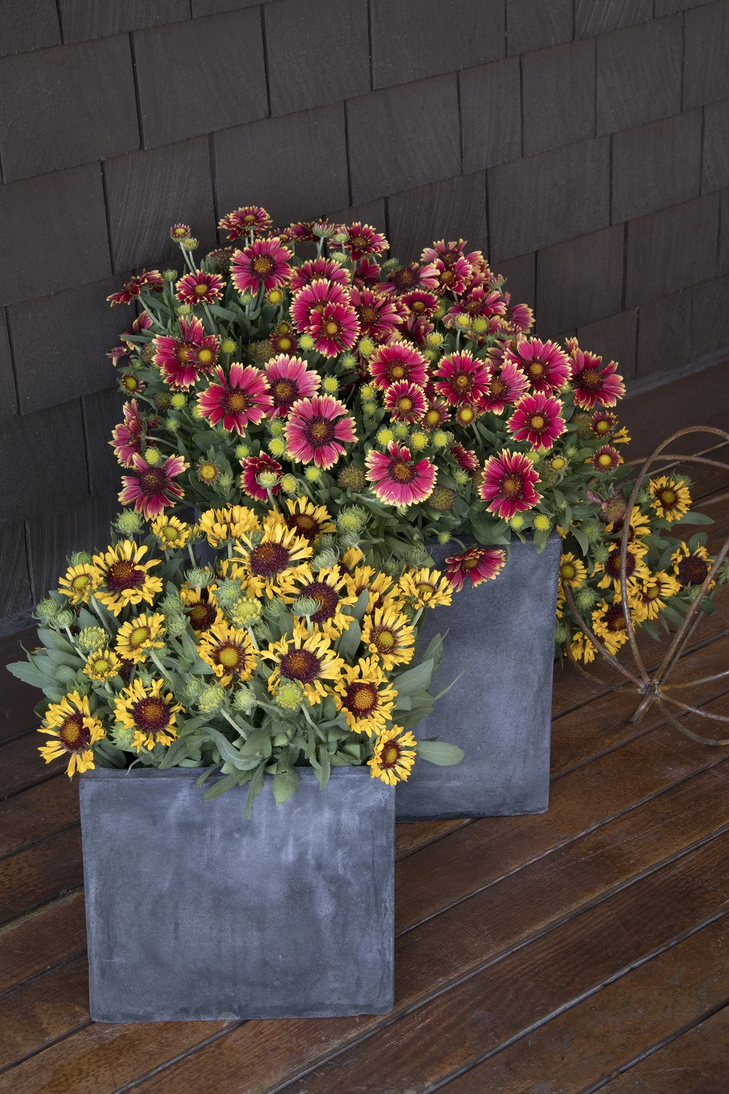 Fanfare Citronella Blanket Flower 4 Fanfare Citronella Blanket Flower