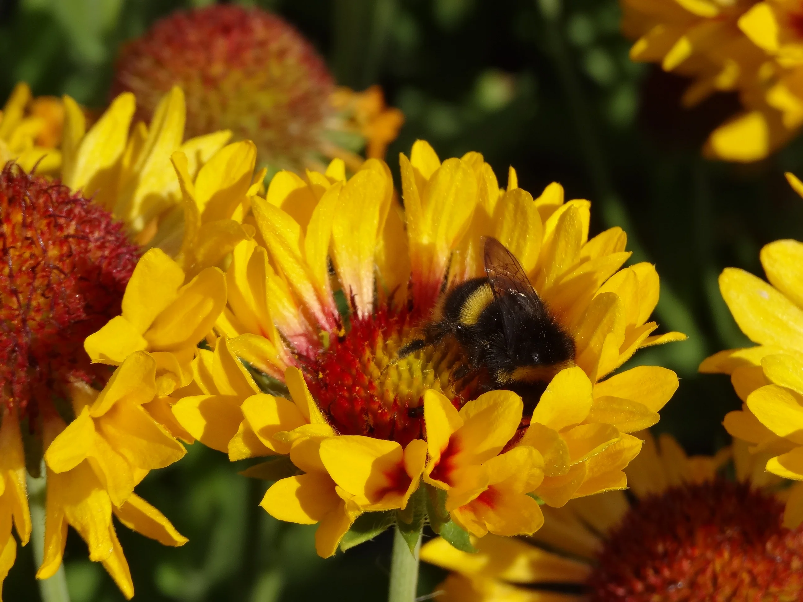 Fanfare Citronella Blanket Flower 2 Fanfare Citronella Blanket Flower